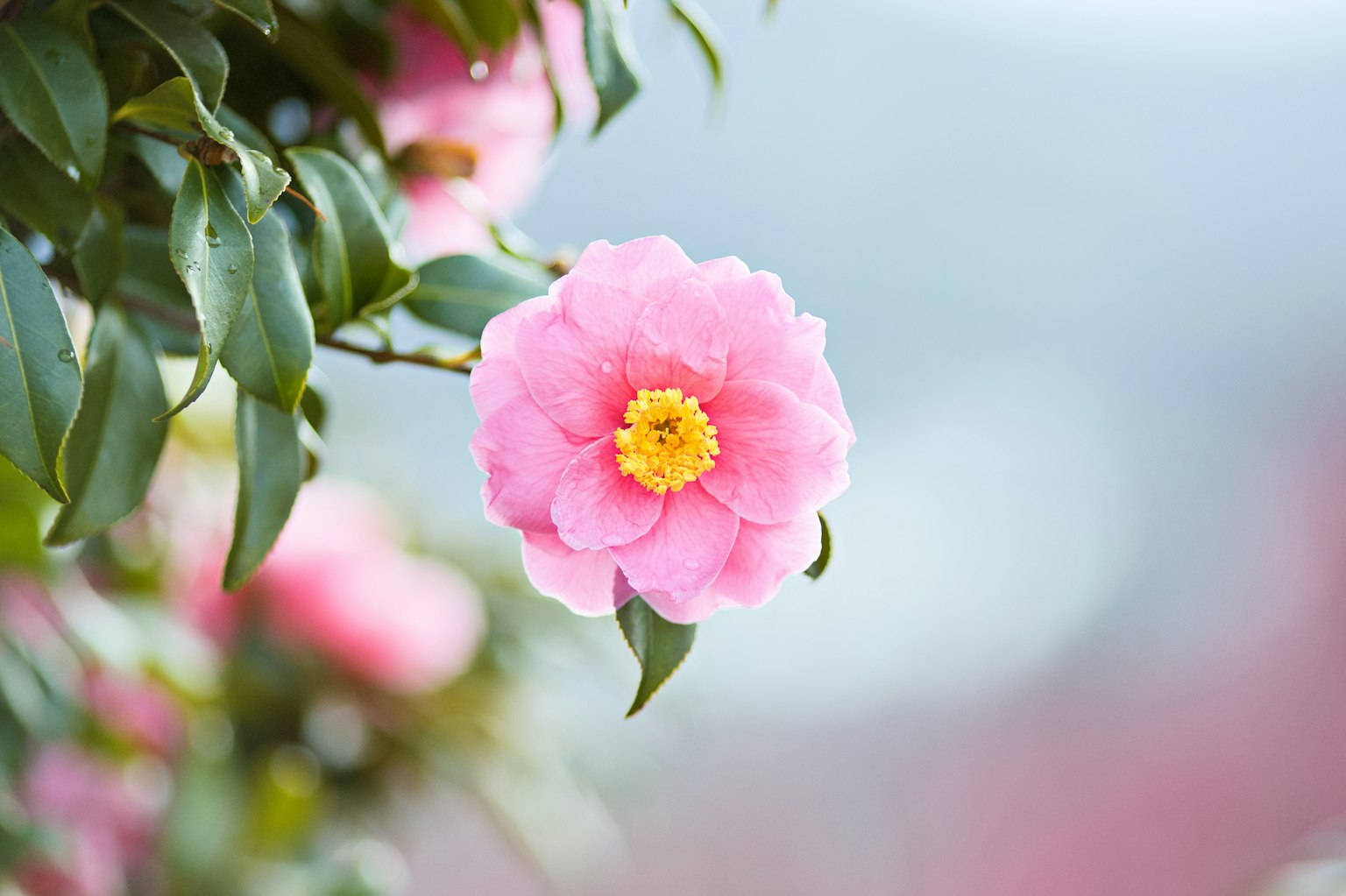 Ảnh cận cảnh của hoa nhài với cánh hoa màu hồng nhạt và lá xanh