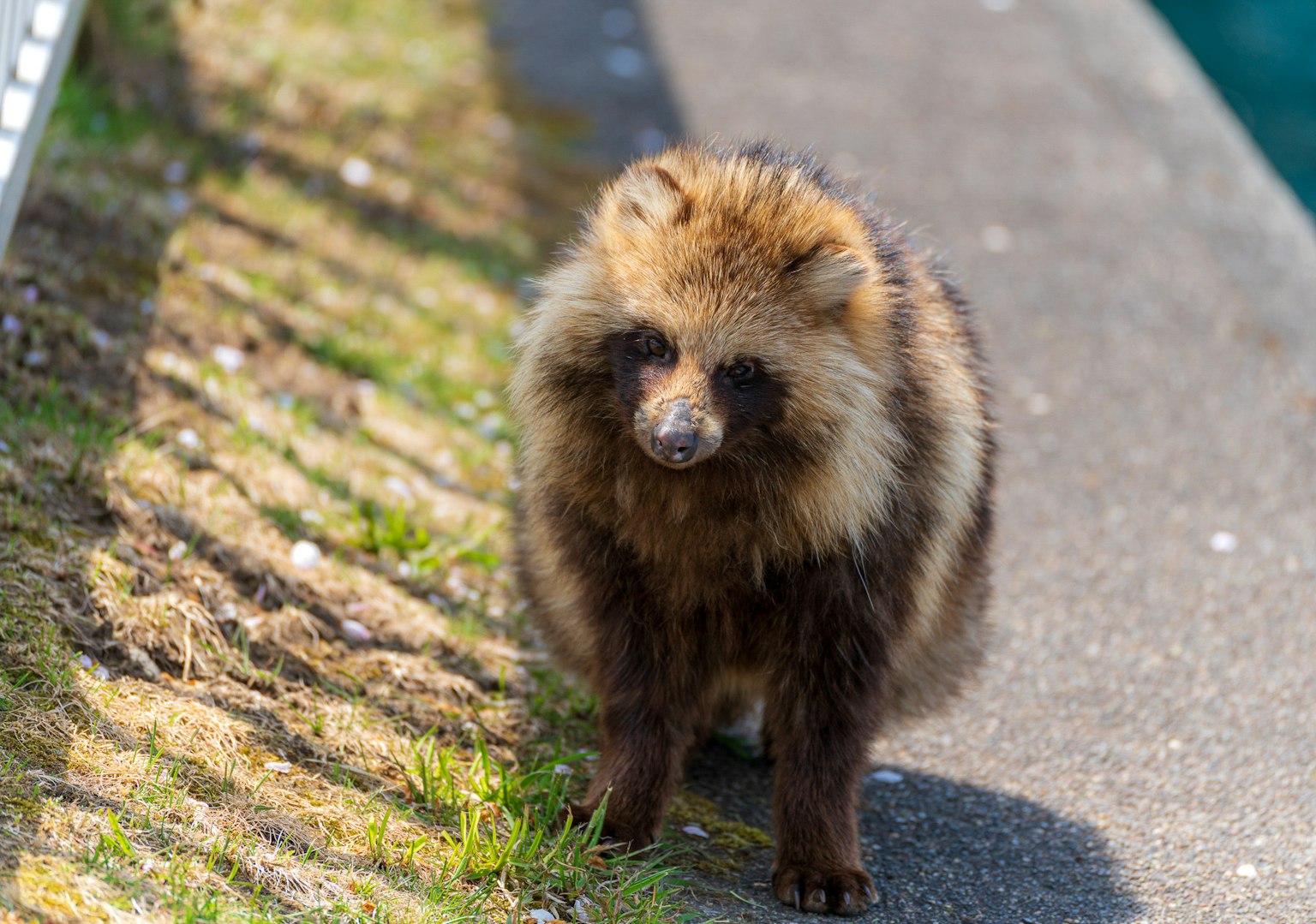 Animale peloso in piedi sul ciglio della strada