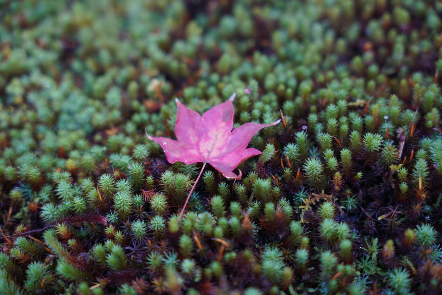 Una foglia rosa su muschio verde