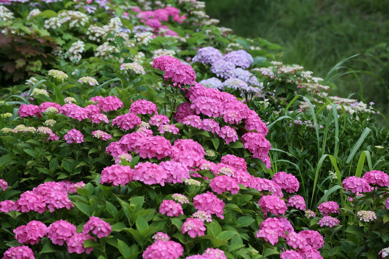Vibrant hydrangeas blooming in a lush garden setting