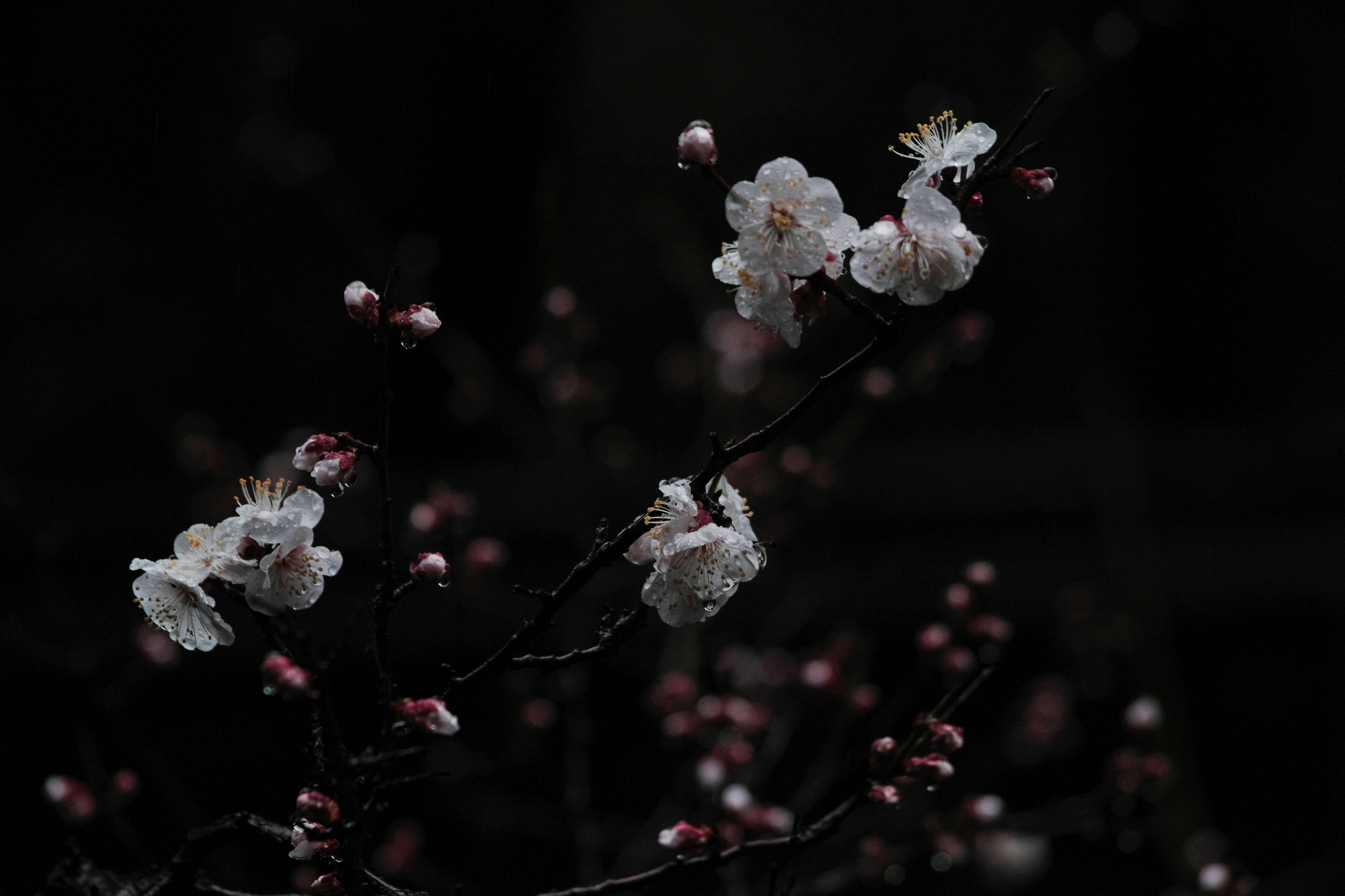 雨に濡れる梅の花の枝