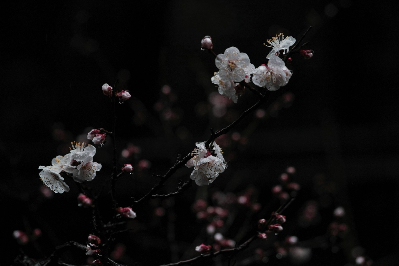 Cherry blossoms and buds blooming against a dark background