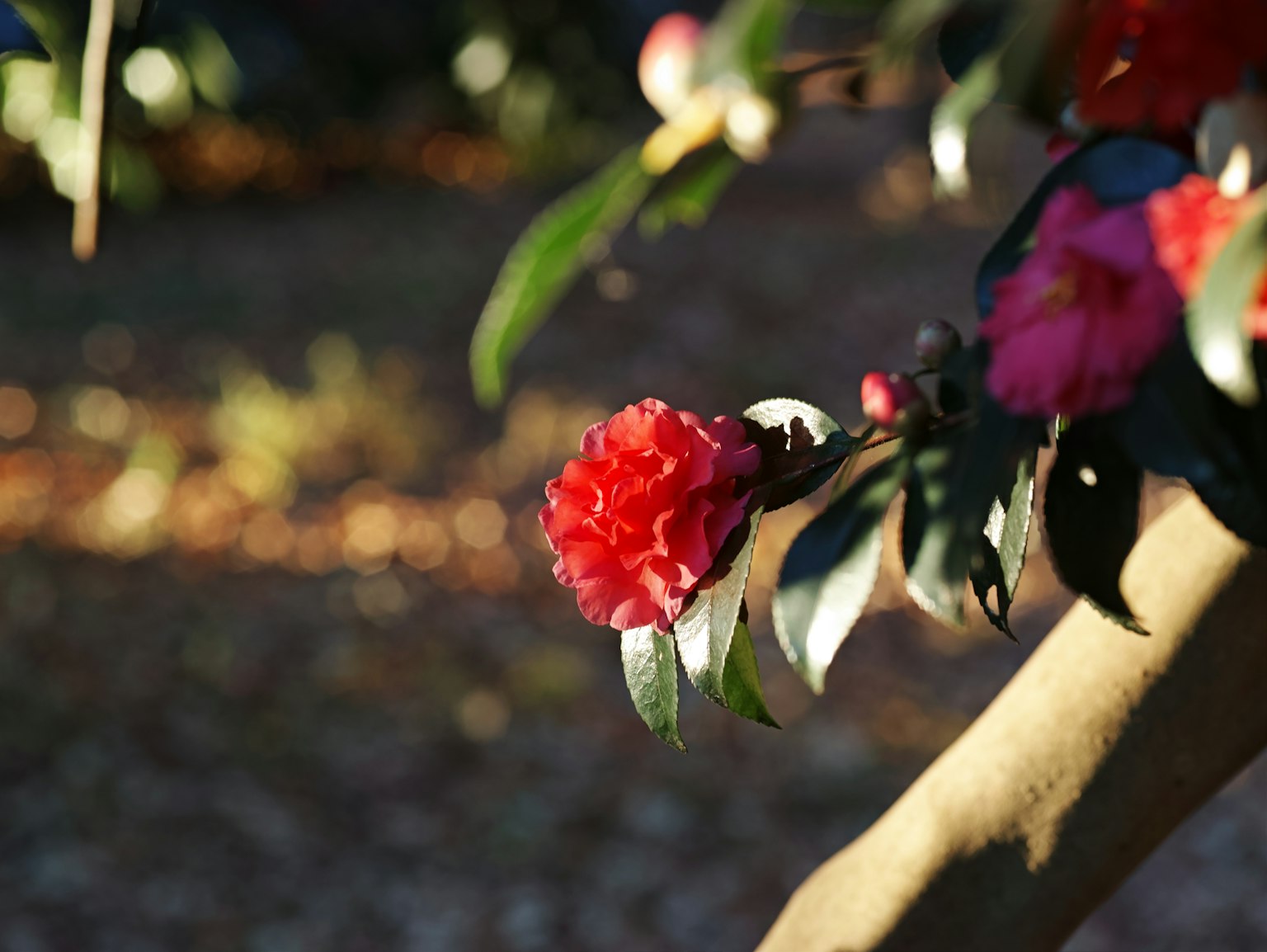 Lebendige rote Blume mit grünen Blättern an einem Baumzweig