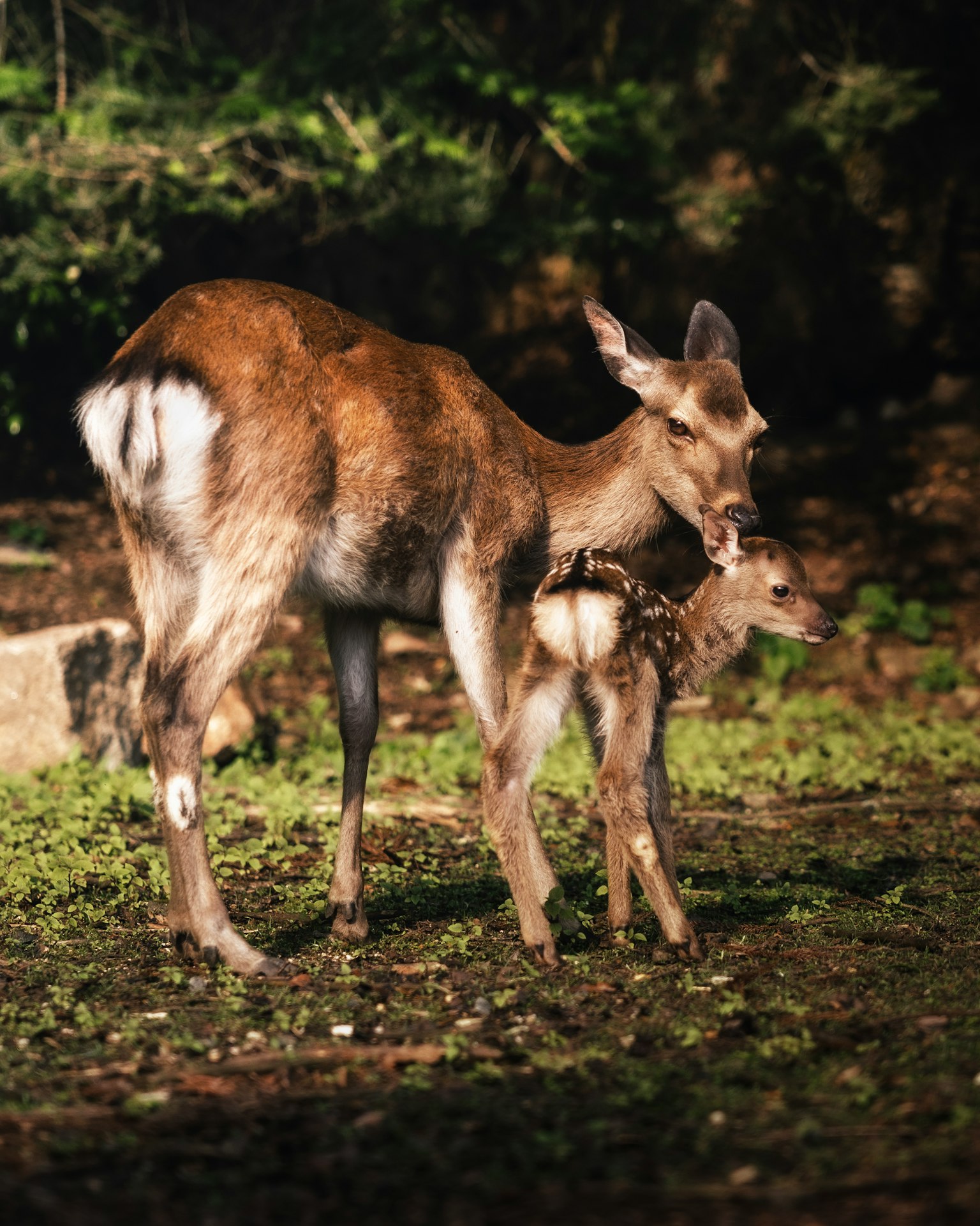 A doe and her fawn standing closely together on green grass
