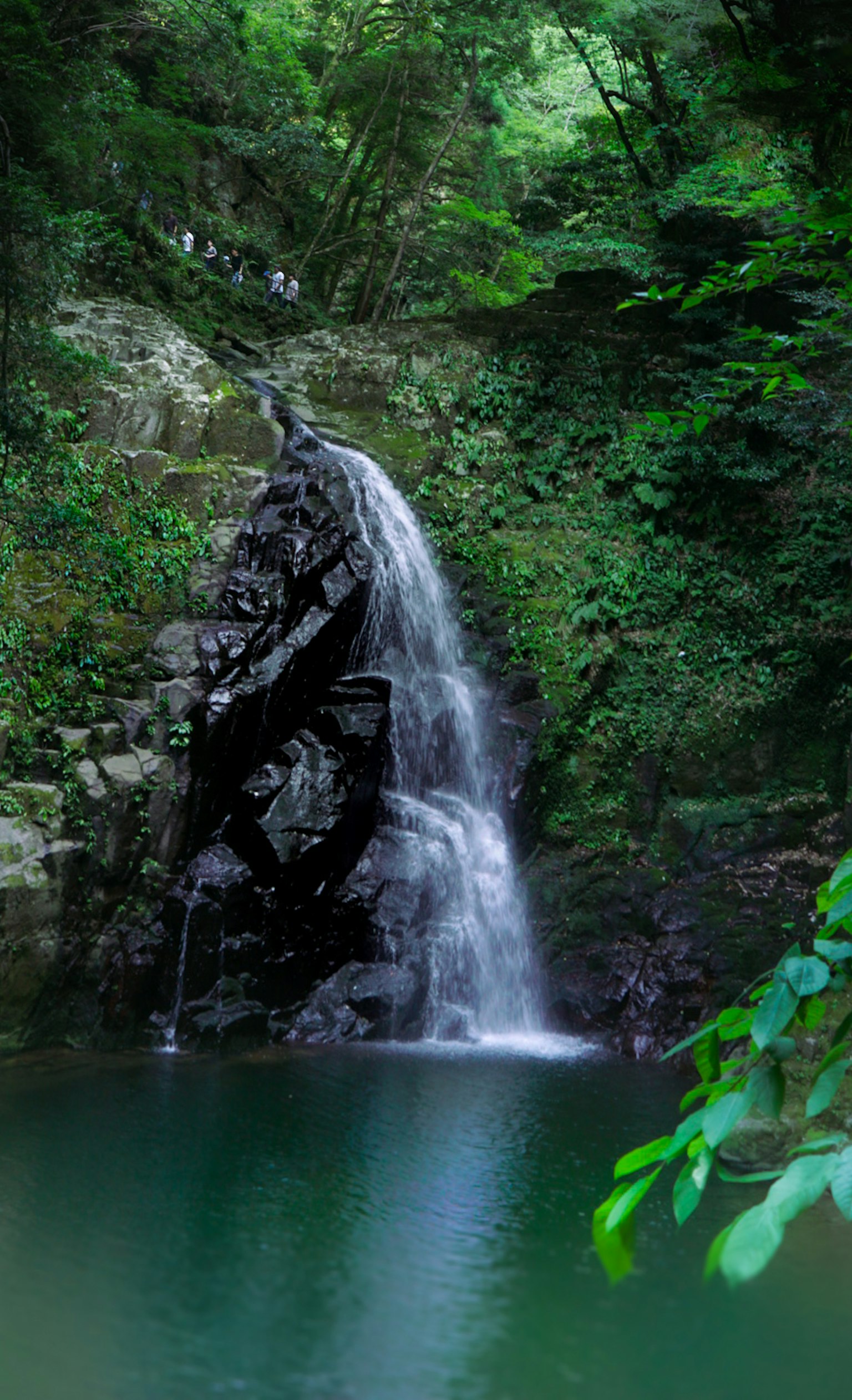 Wasserfall, der in einen ruhigen grünen Pool fließt, umgeben von üppigem Laub