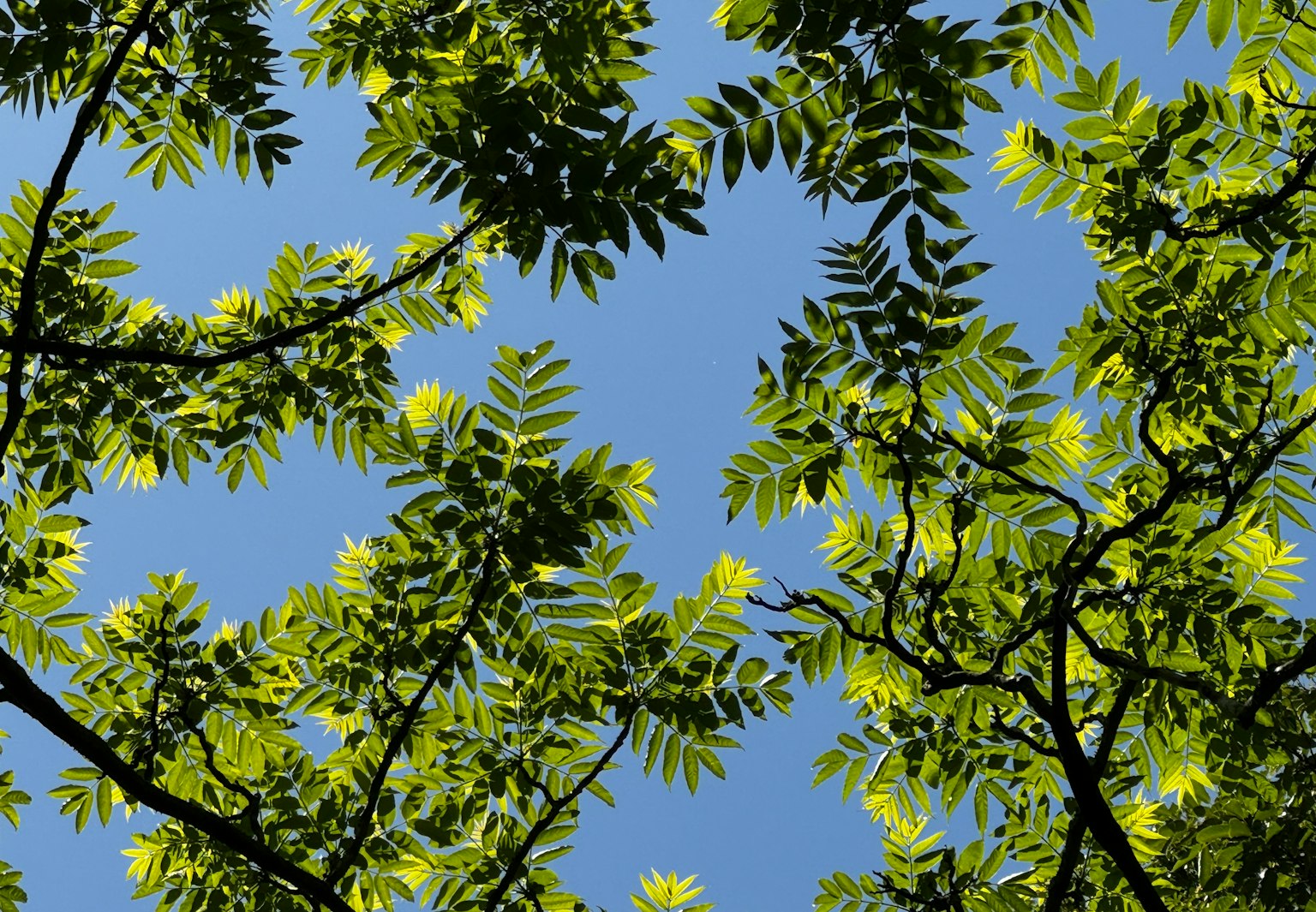 Close-up of green leaves against a blue sky