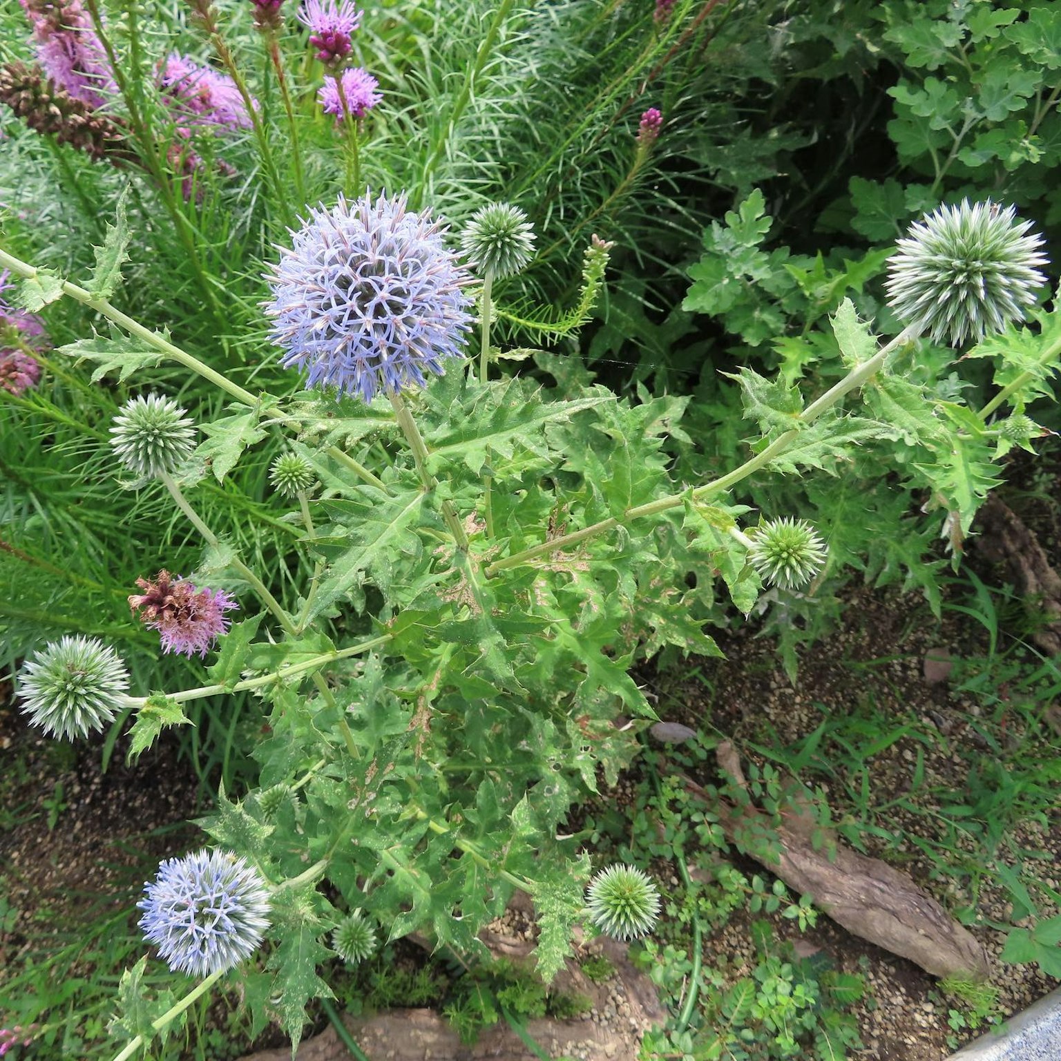 Immagine di una pianta con fiori viola circondata da foglie verdi e altri fiori