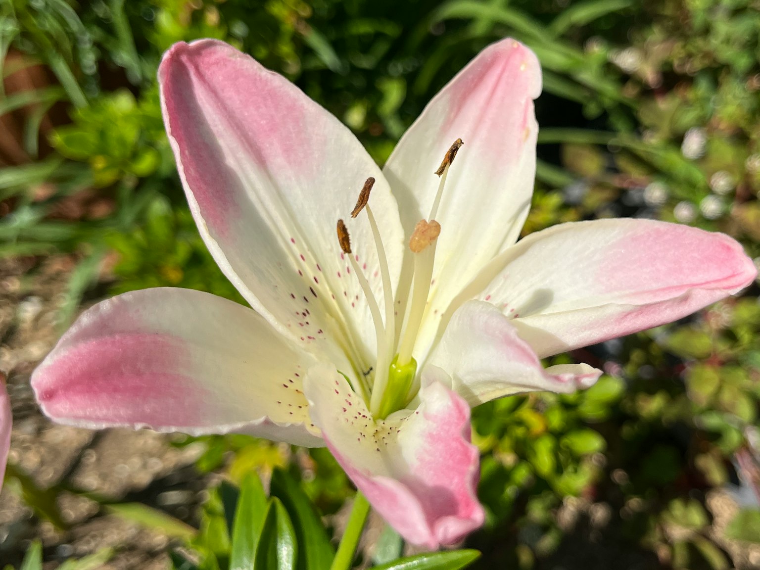 美丽的白色和粉色百合花盛开