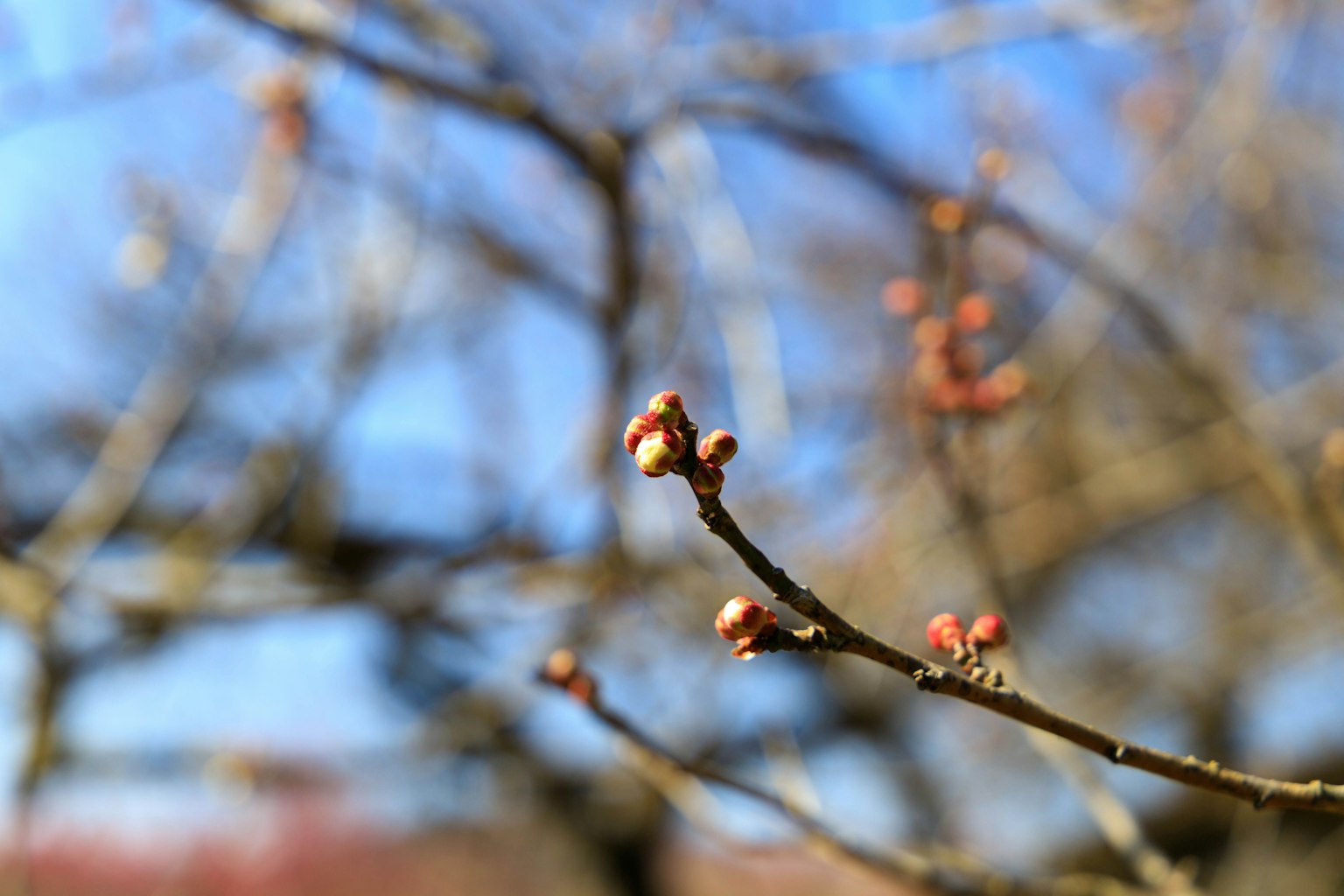 Primo piano di un ramo d'albero con gemme primaverili