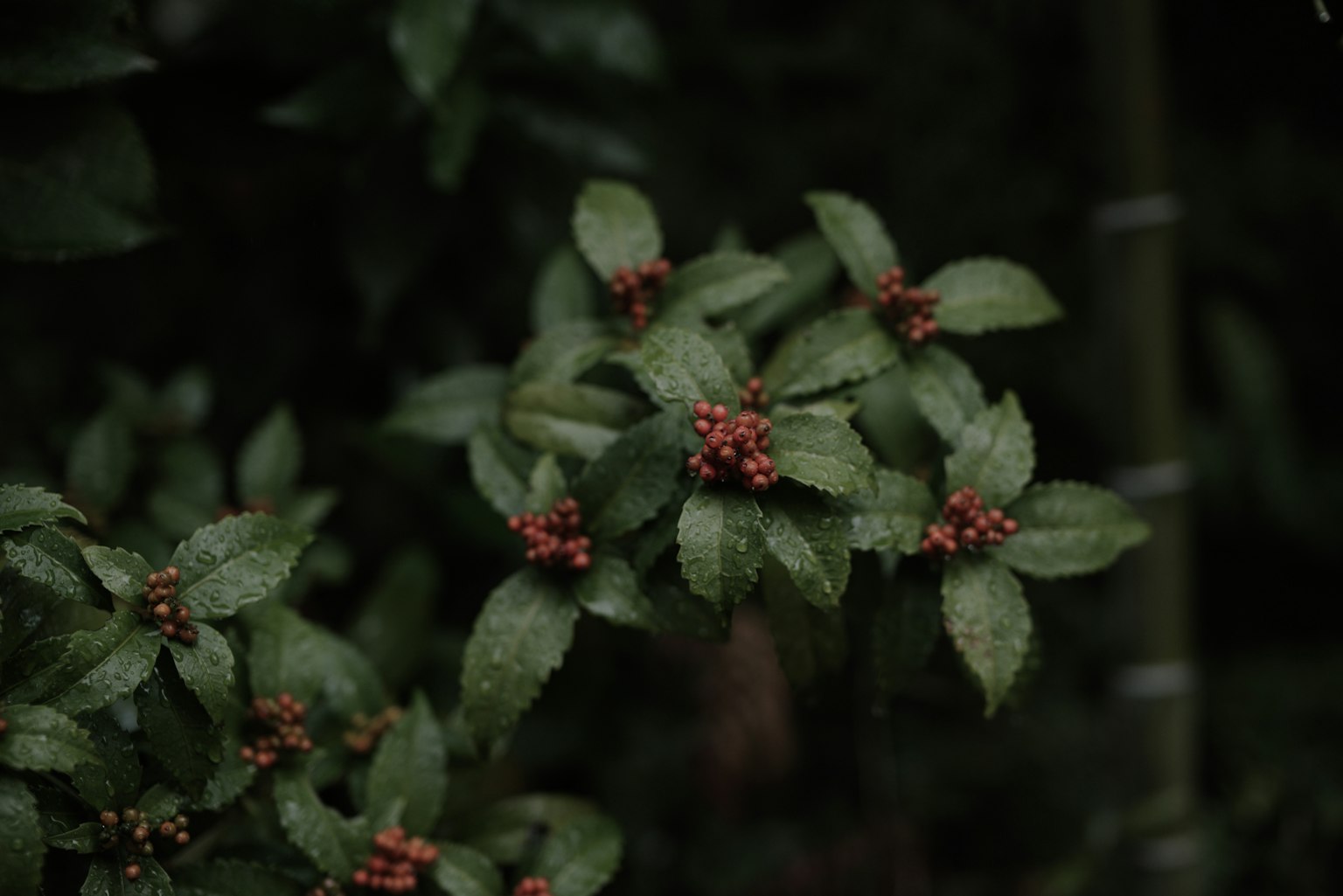 特寫植物，綠葉和紅色花蕾