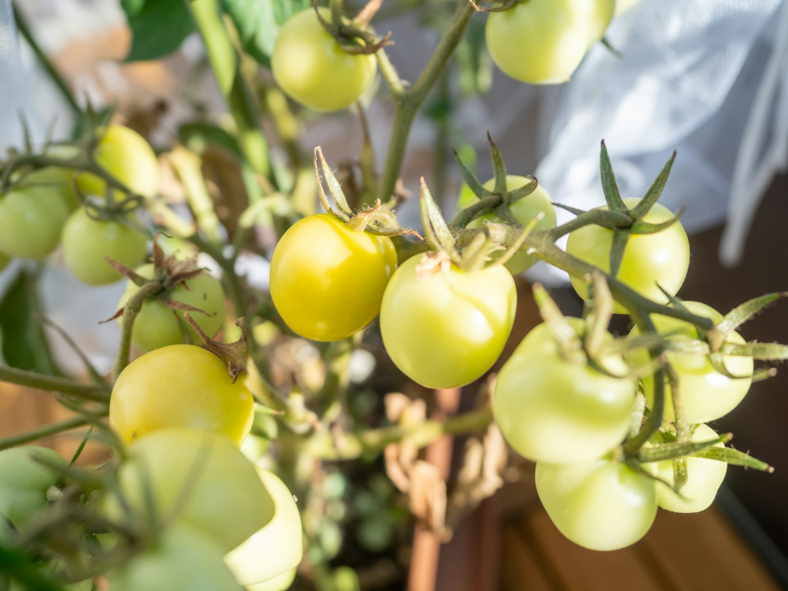 Primo piano di una pianta con grappoli di pomodori verdi