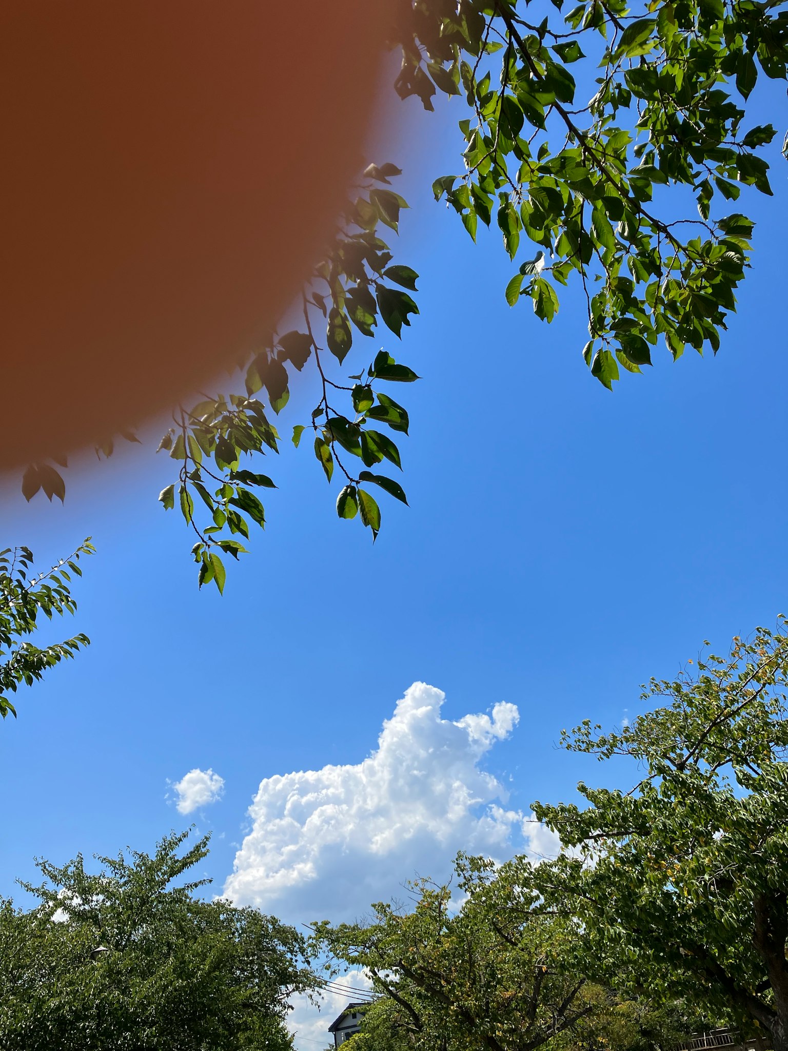 藍天背景下的白色雲朵像一隻狗，周圍有綠色的葉子