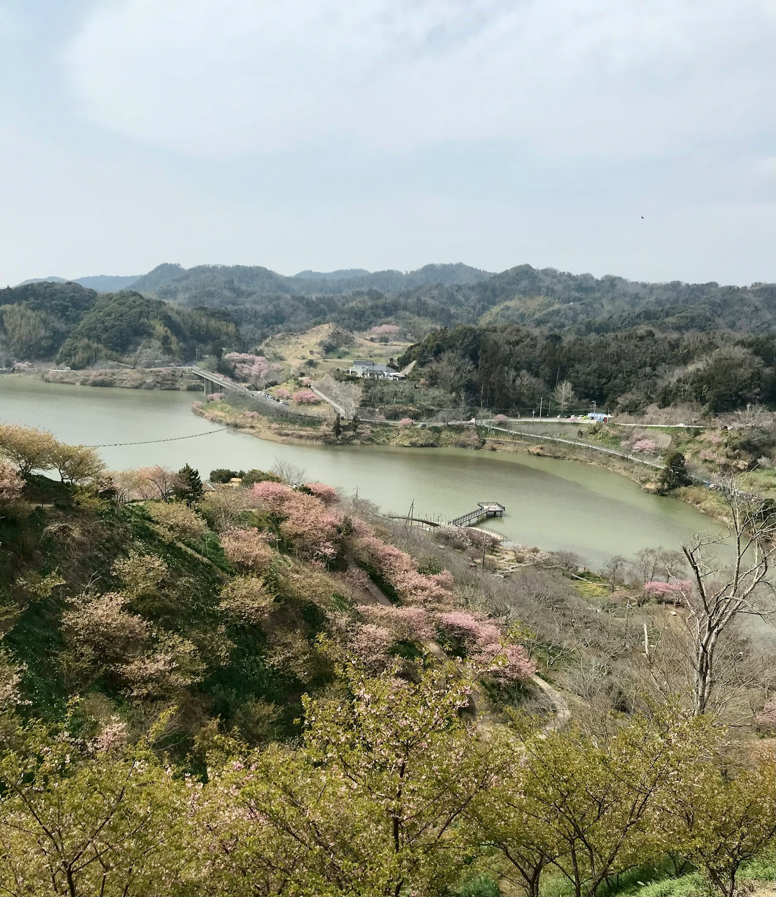 美丽的樱花与河流和周围山丘的风景