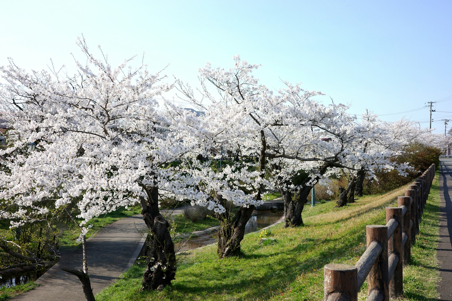 Cerezos en flor junto a un camino cielo azul y hierba verde