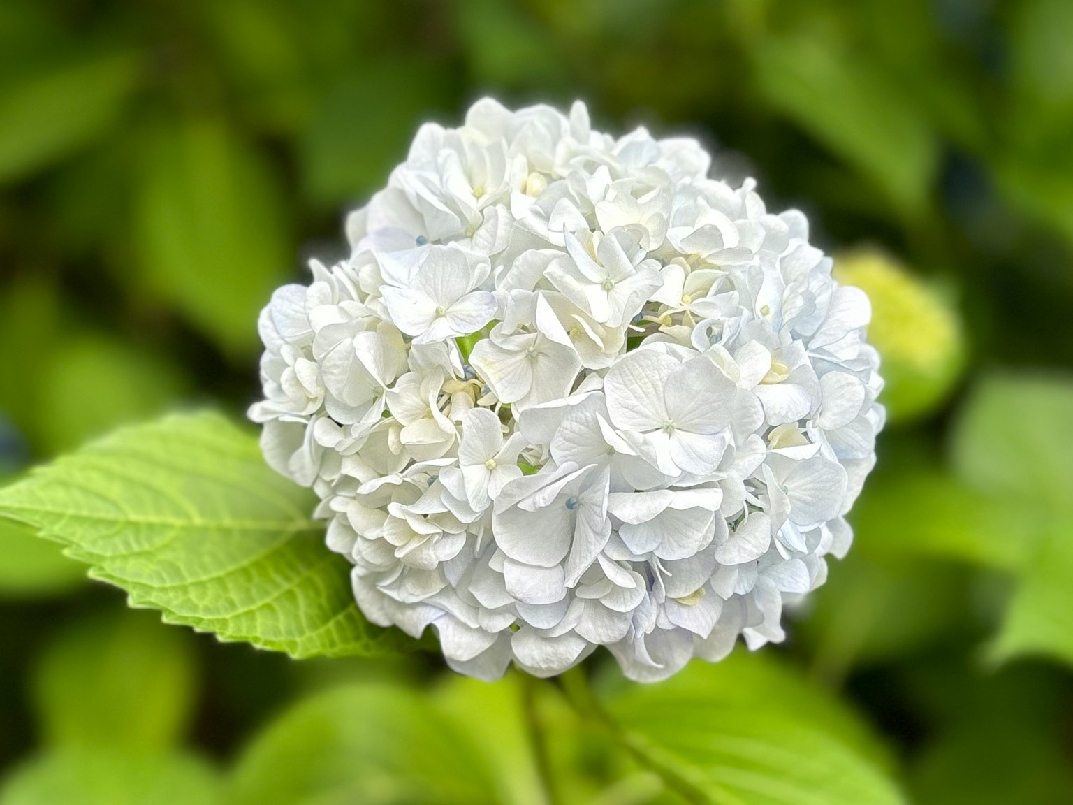 ดอกไฮเดรนเยียสีขาวกับใบสีเขียว