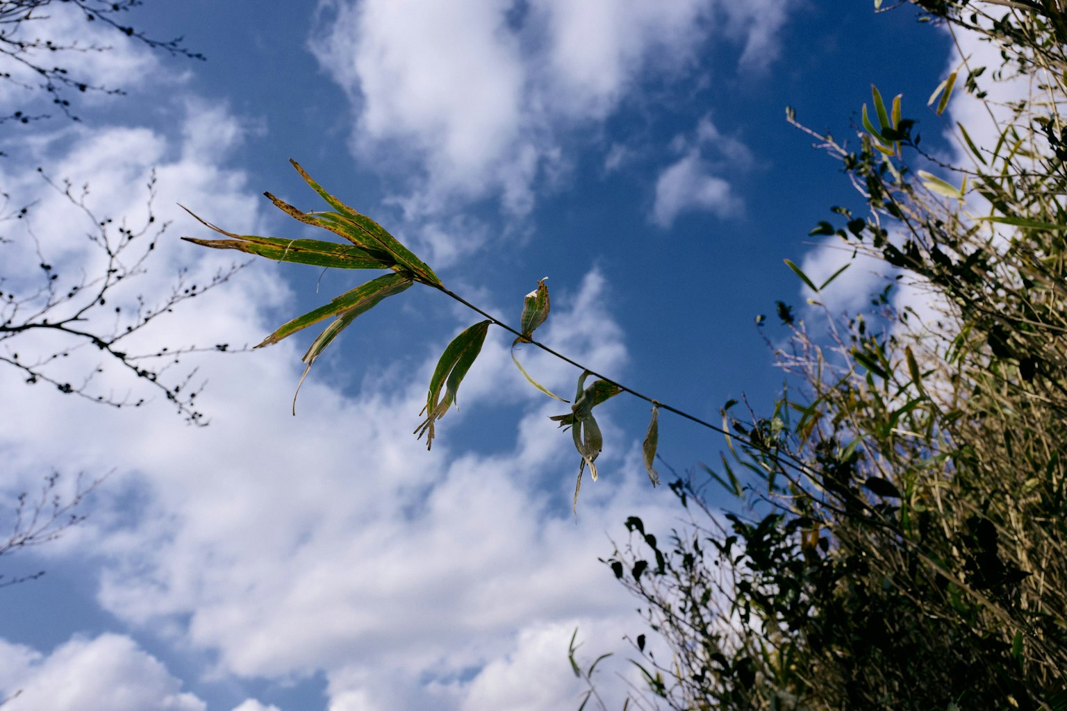 Bamboo leaves extending towards the blue sky with clouds