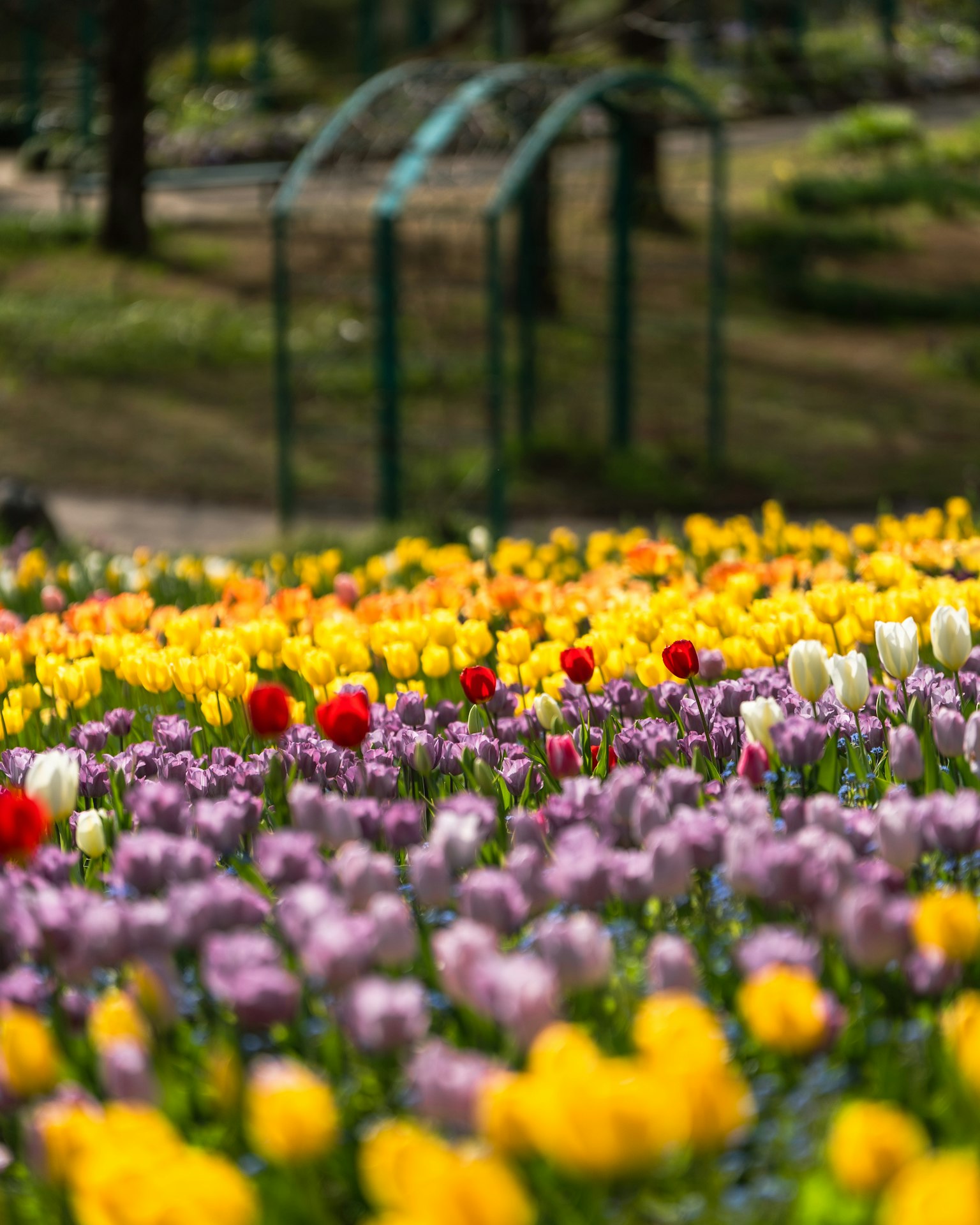 Ladang tulip berwarna-warni dengan gerbang hijau di latar belakang