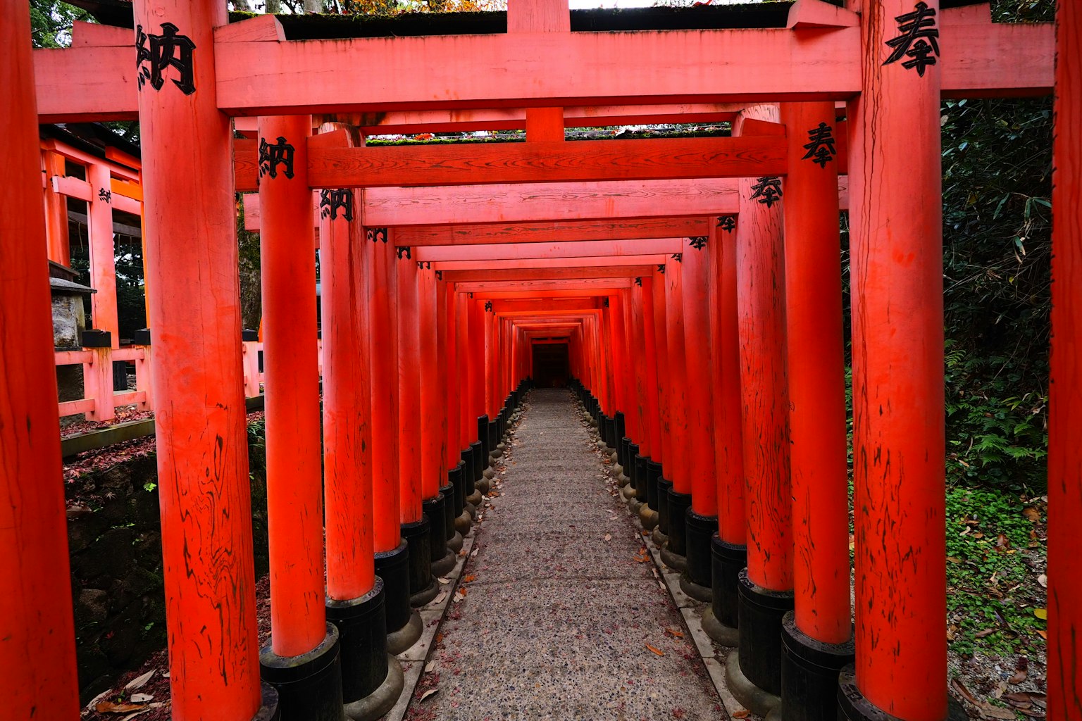Weg gesäumt von lebhaften roten Torii-Toren