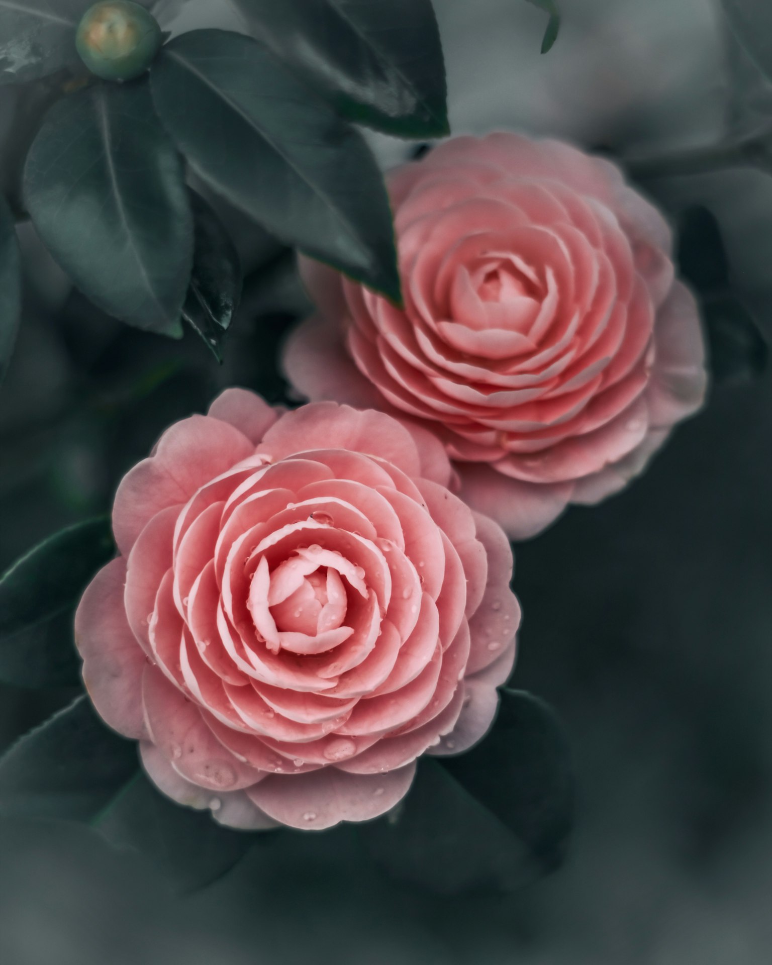 Zwei blühende hellrosa Kamelienblüten zusammen