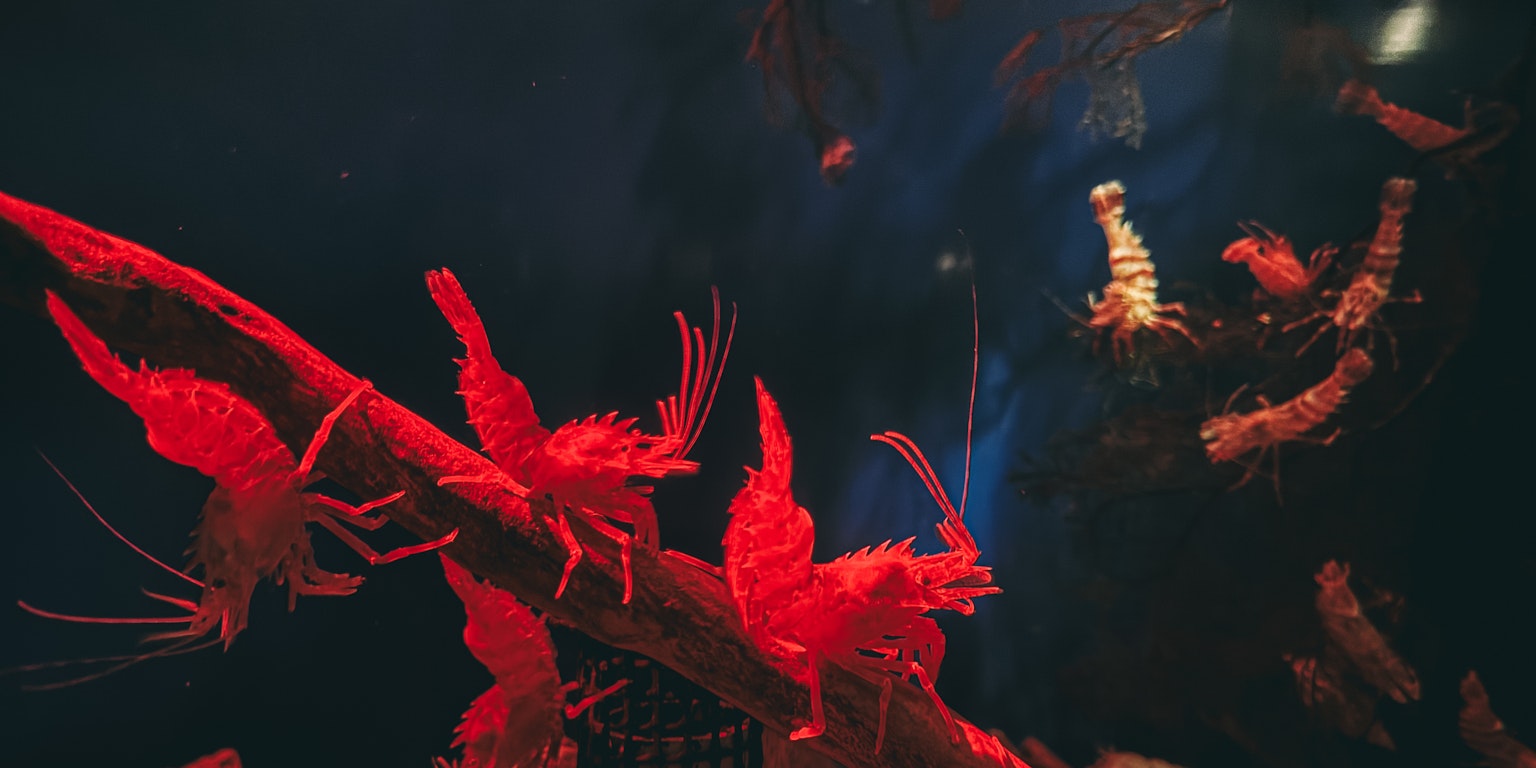 红色海洋生物漂浮在黑暗水中的场景