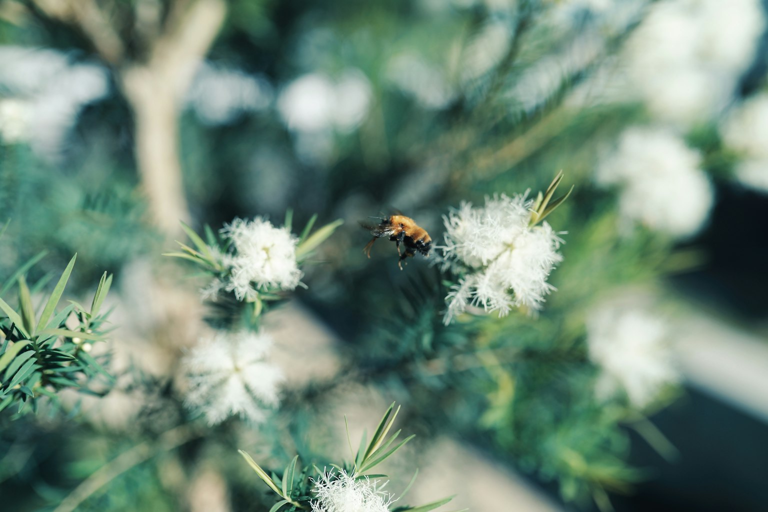蜜蜂停在綠樹白花上的特寫