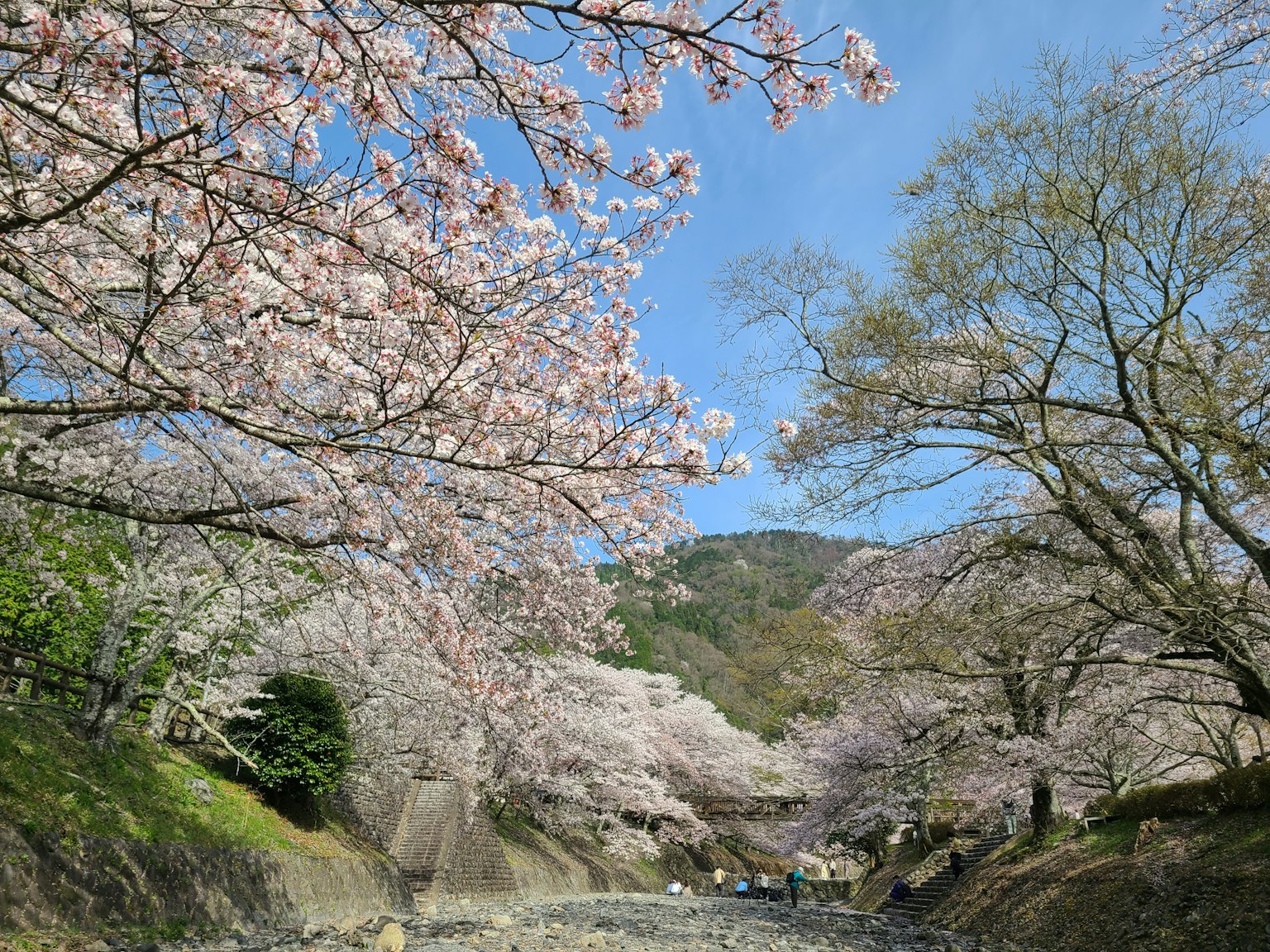 一幅櫻花盛開的風景，藍天和綠色山脈作為背景
