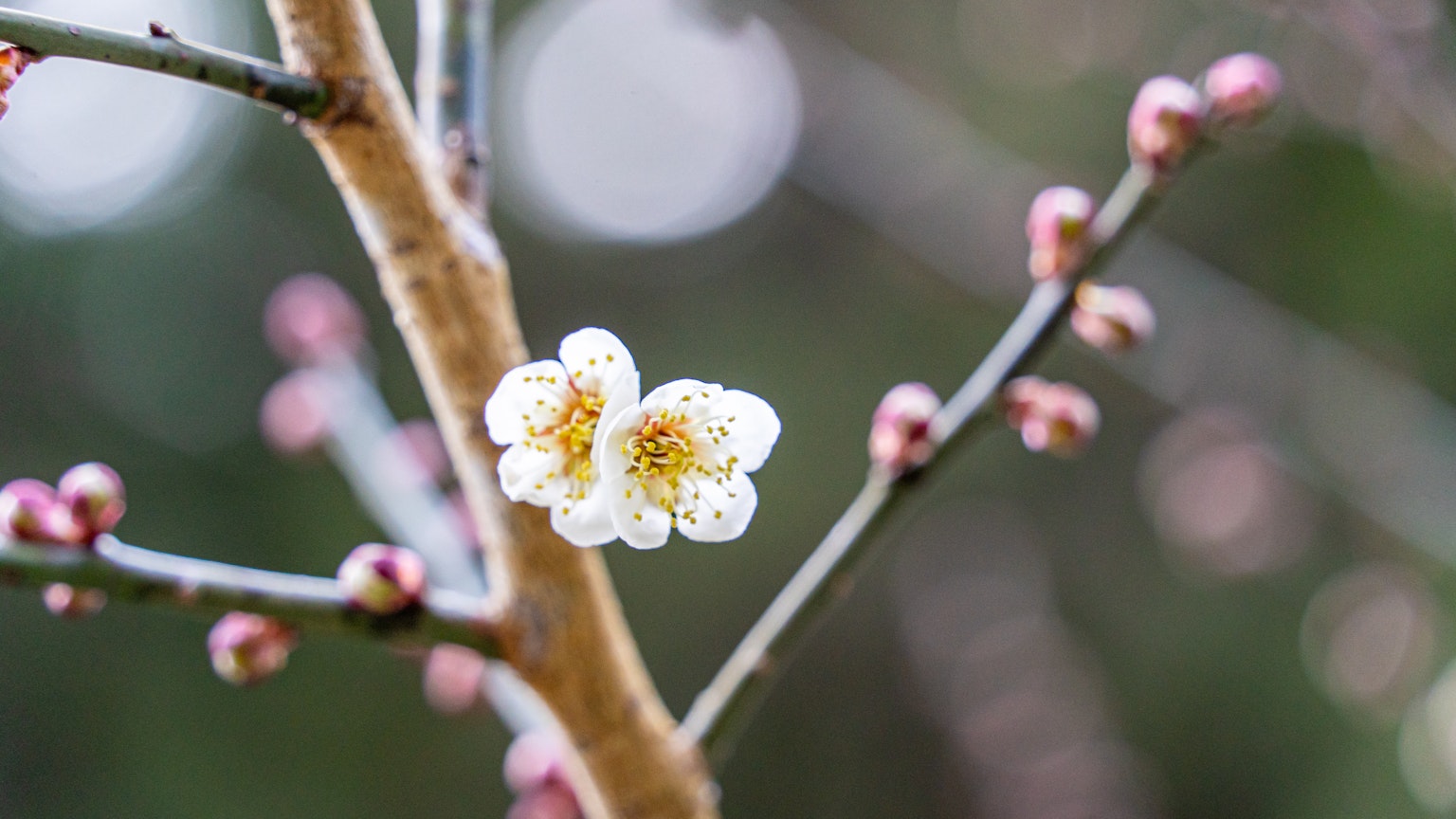 Zweig eines Pflaumenbaums mit einer weißen Blüte und rosa Knospen