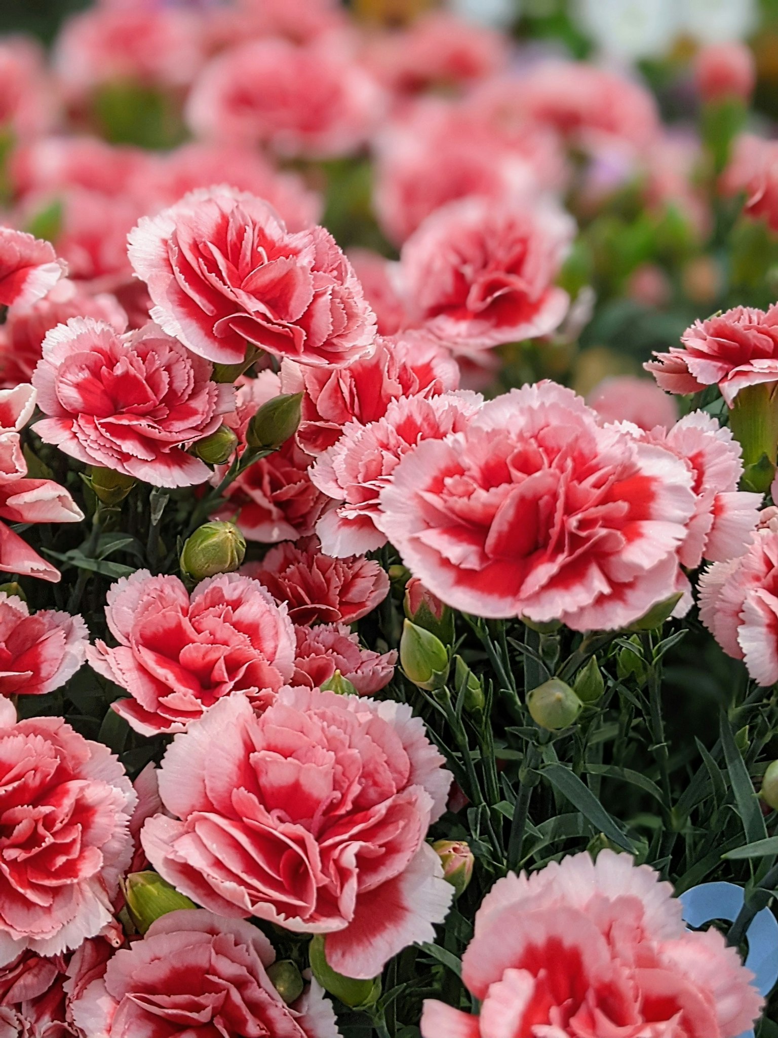 Claveles rosas en flor en un jardín