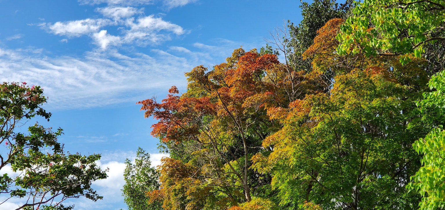 Árboles vibrantes con colores de otoño bajo un cielo azul