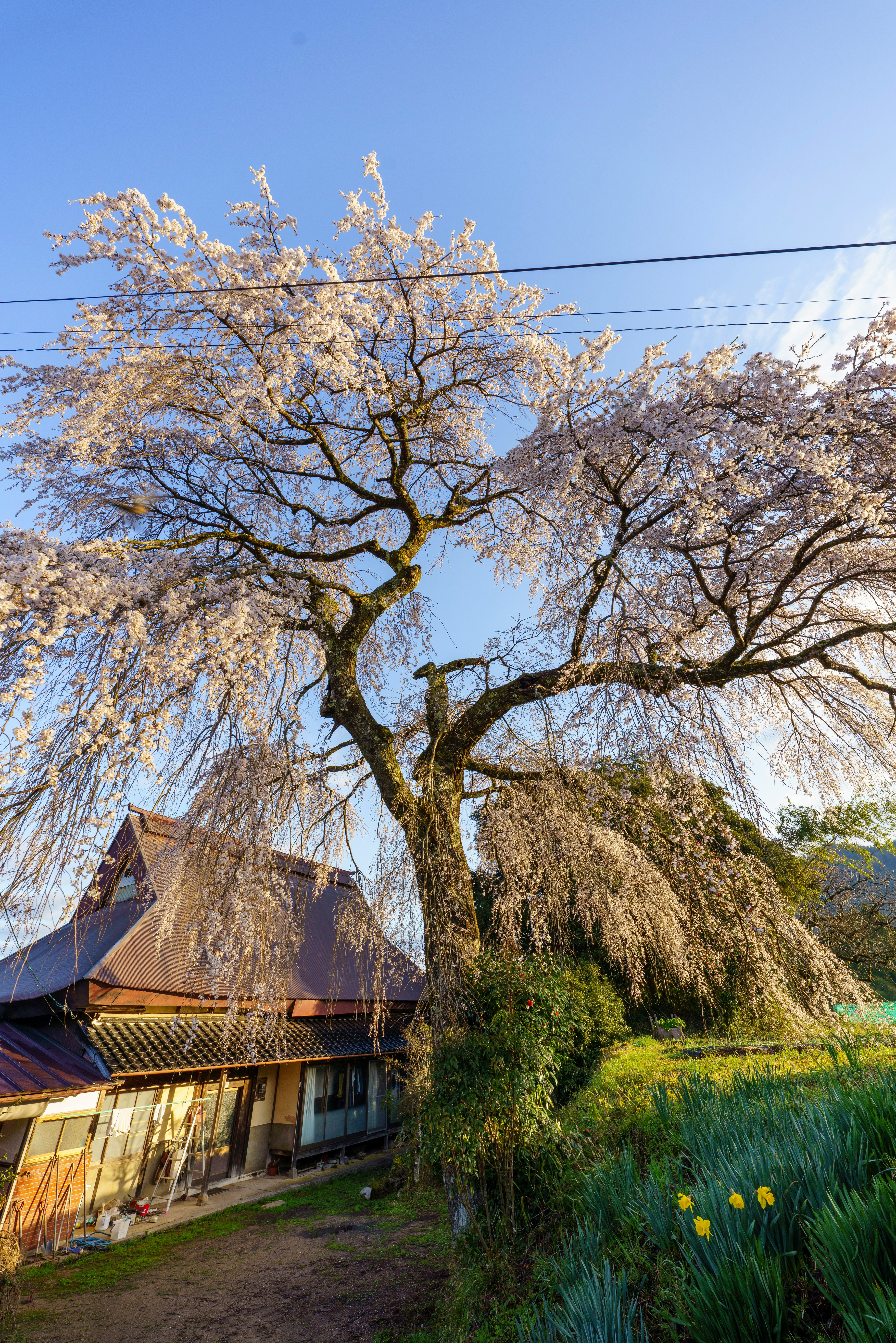 朝の枝垂れ桜が咲く田園の小屋と庭