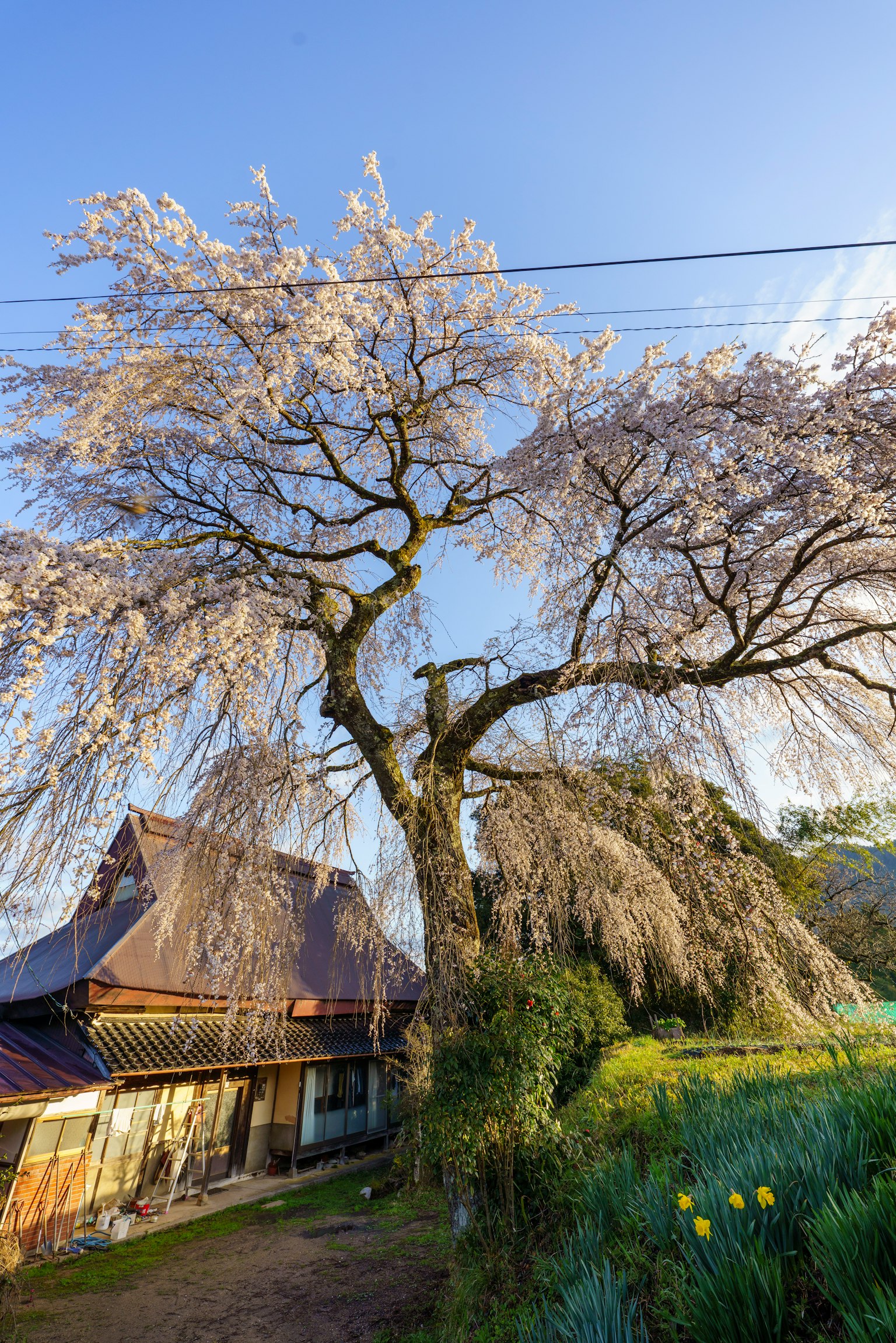 Albero di ciliegio in fiore in primavera vicino a una casa tradizionale sotto un cielo blu