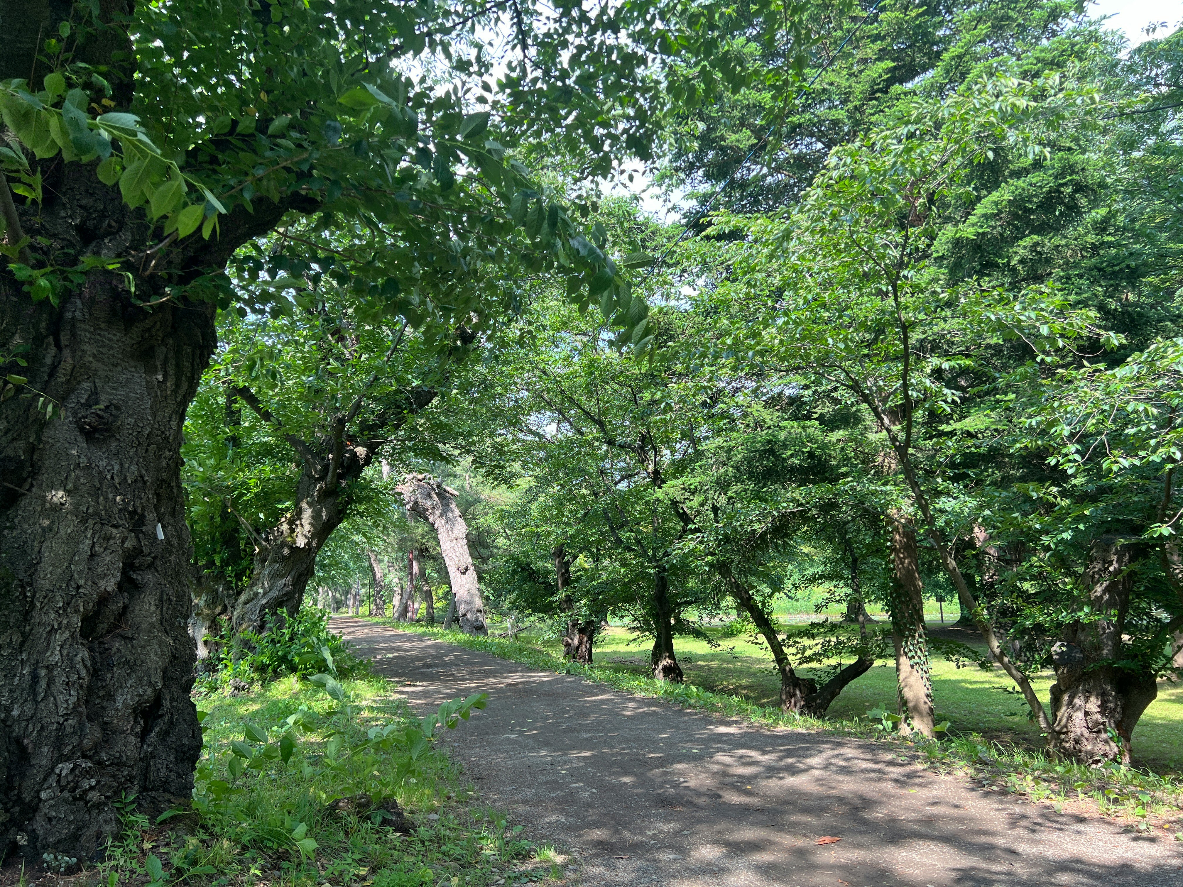 緑の木々に囲まれた公園の小道