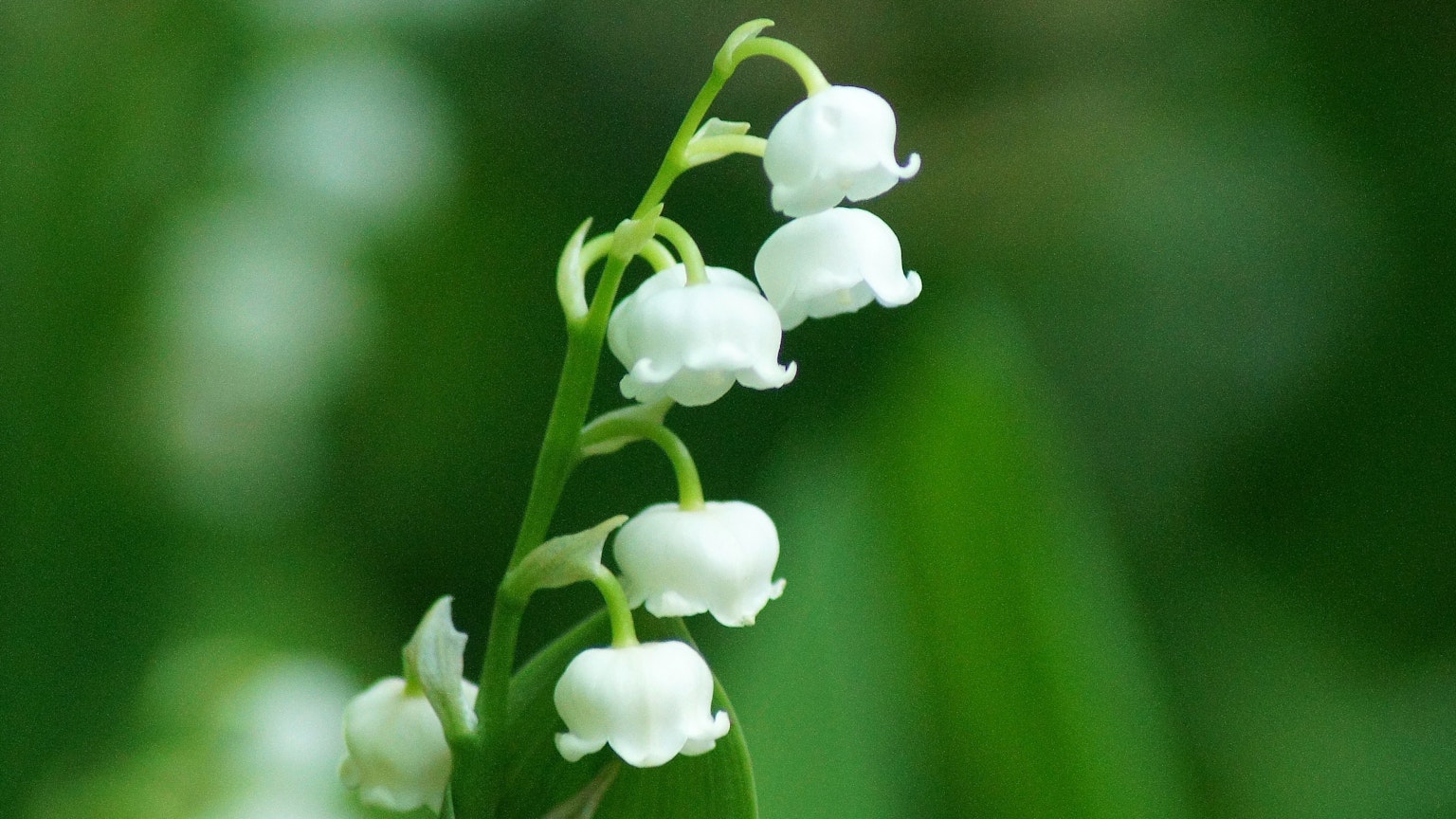 White lily of the valley flowers blooming against a green background