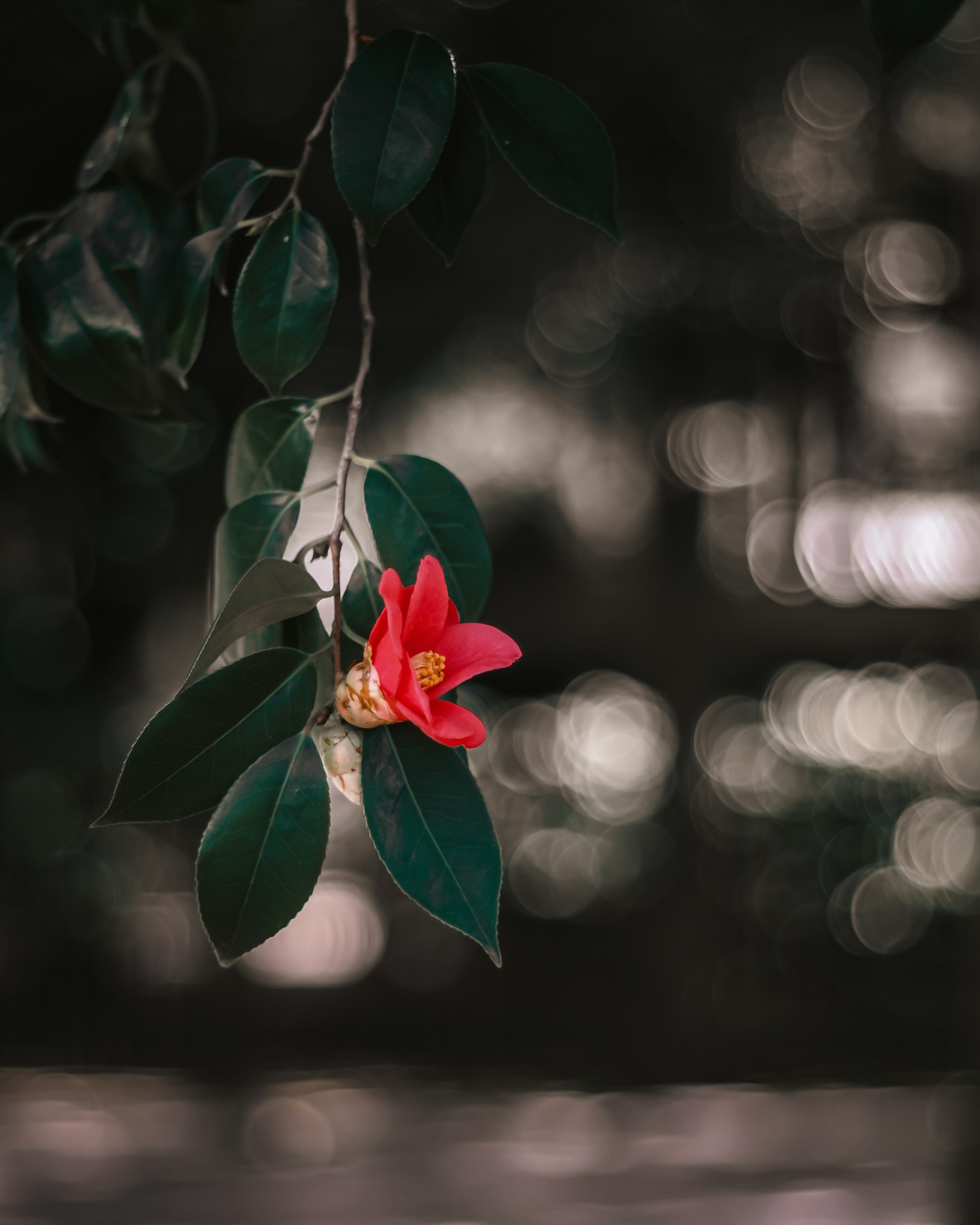 Close-up of a vibrant red flower with green leaves
