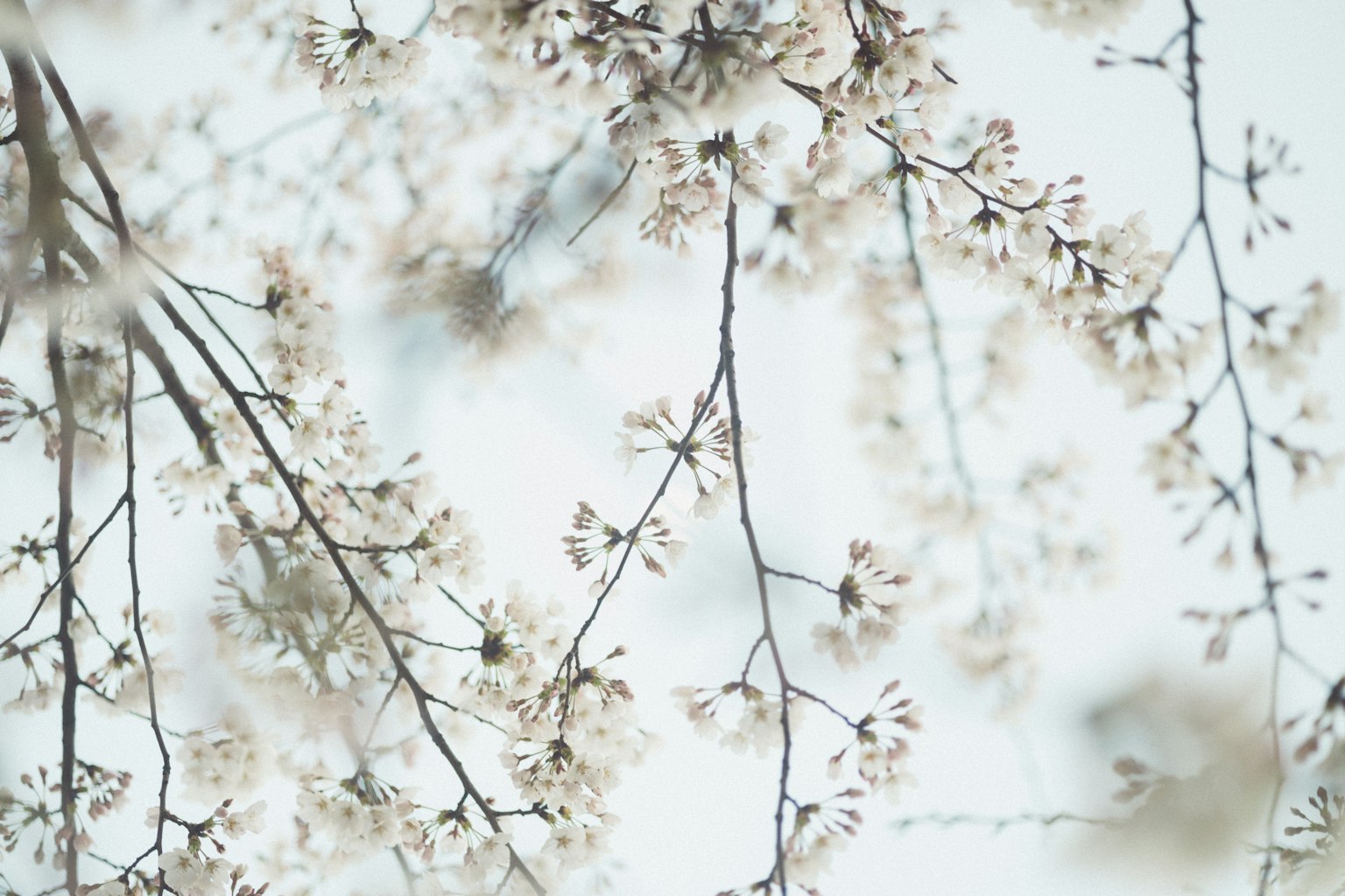 Close-up of cherry blossom branches with soft-colored flowers
