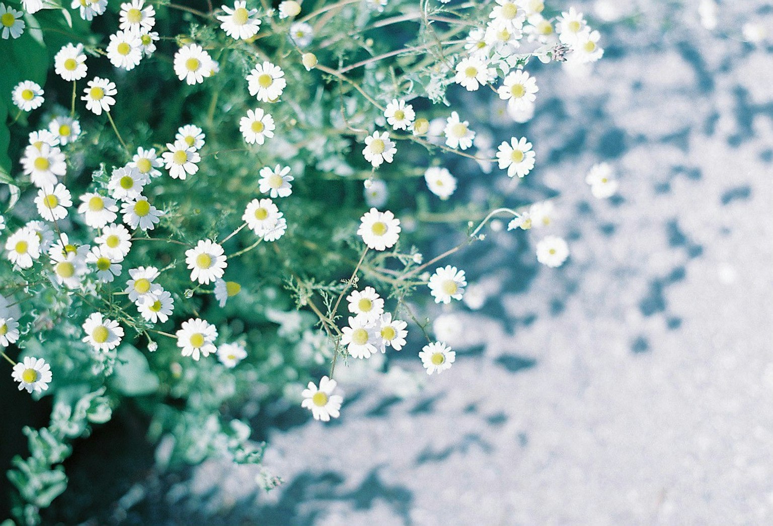 Close-up bunga putih mekar di latar belakang biru lembut