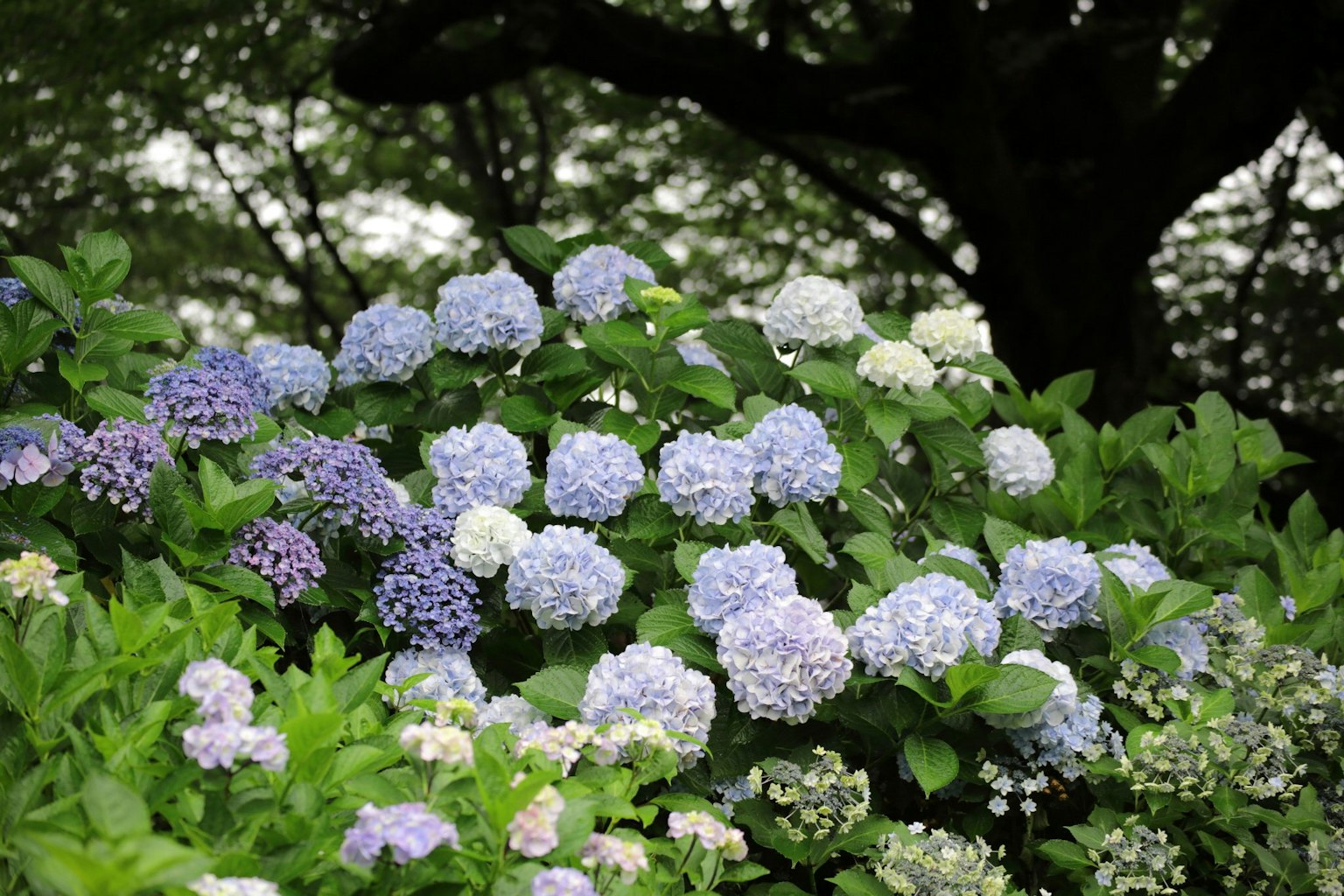 Un affichage luxuriant de fleurs bleues et violettes entourées de feuillage vert