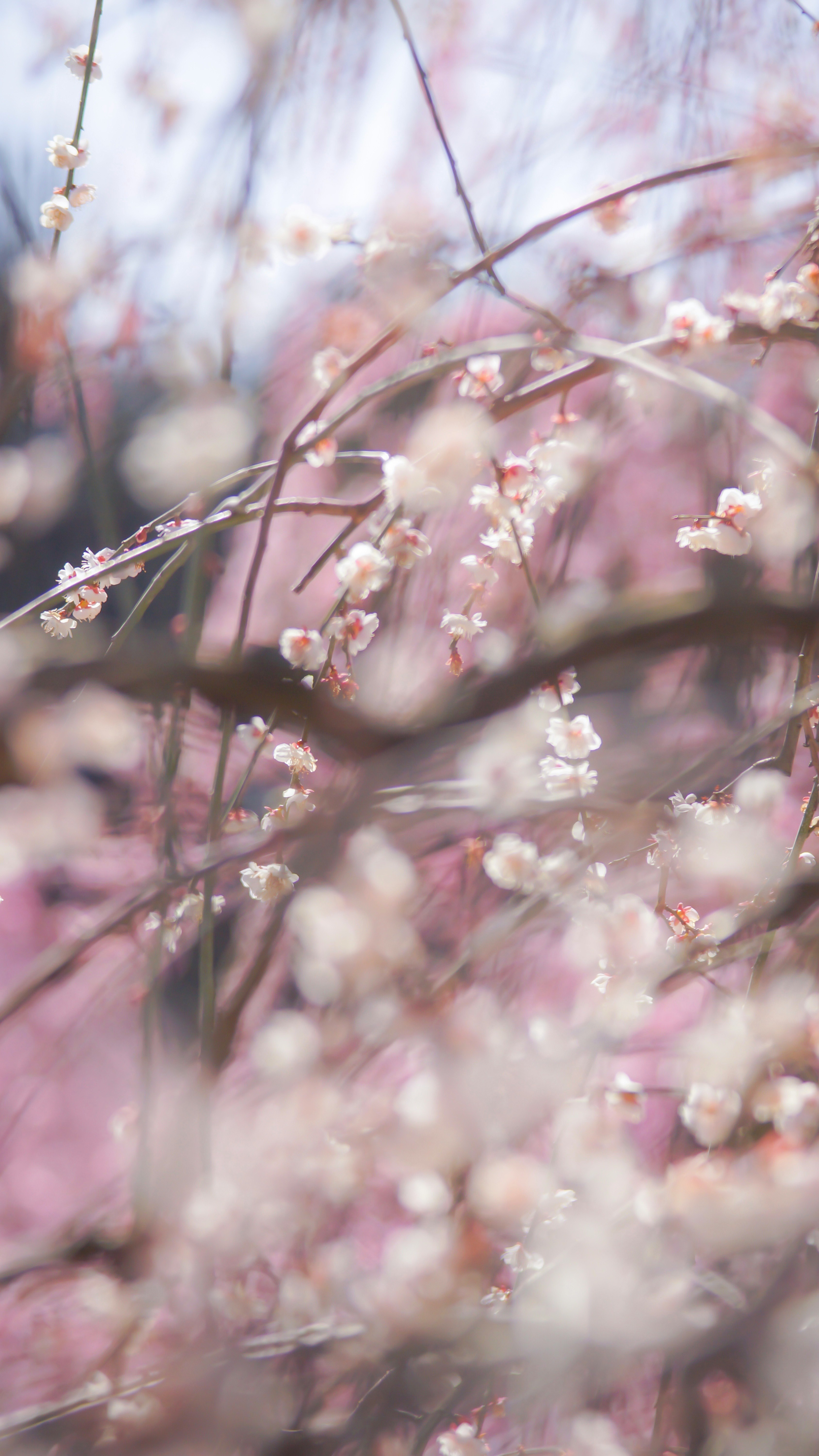 枝垂れ梅の花が咲く春の枝先