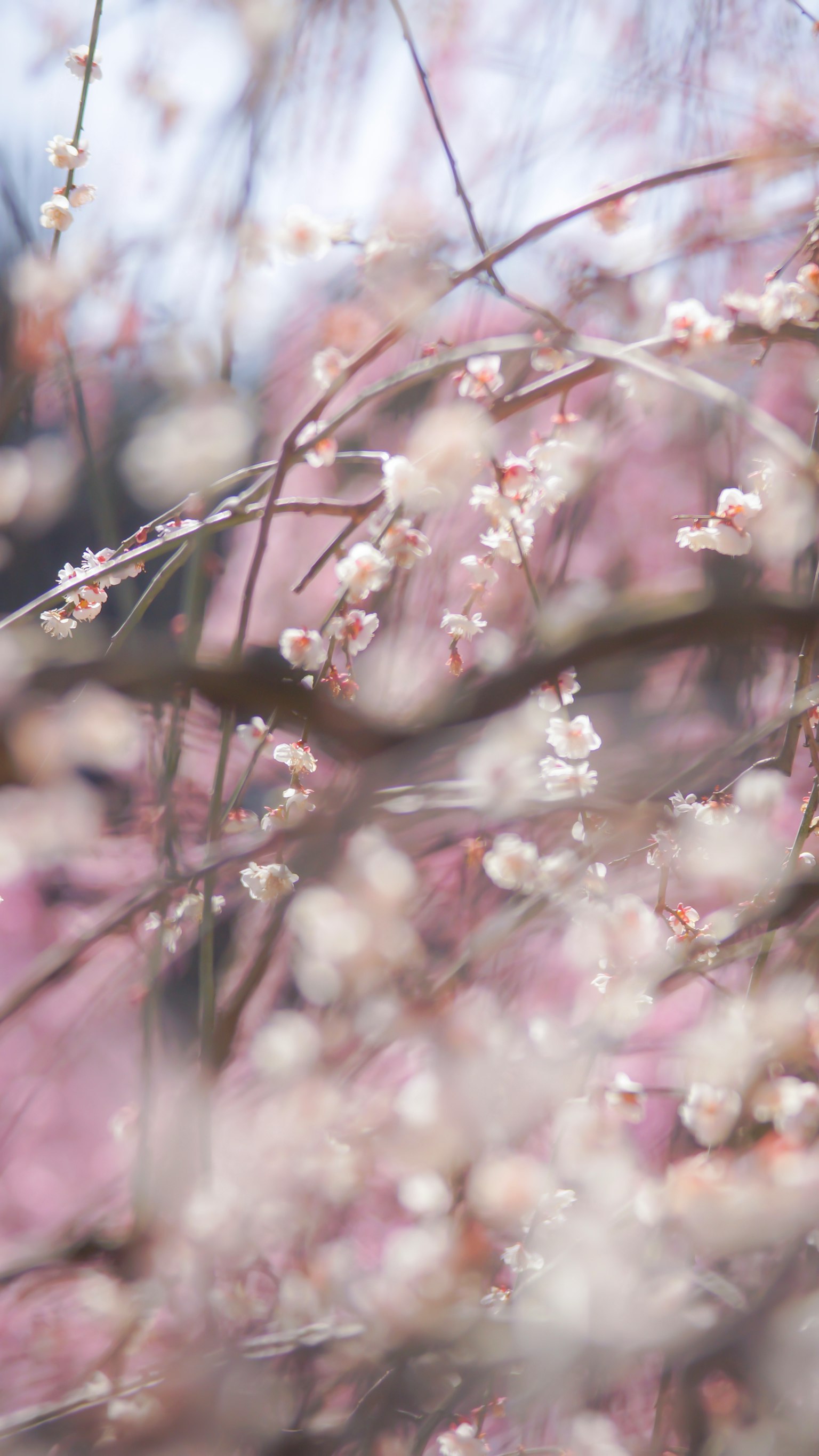 부드러운 분홍색 꽃이 있는 가지의 클로즈업