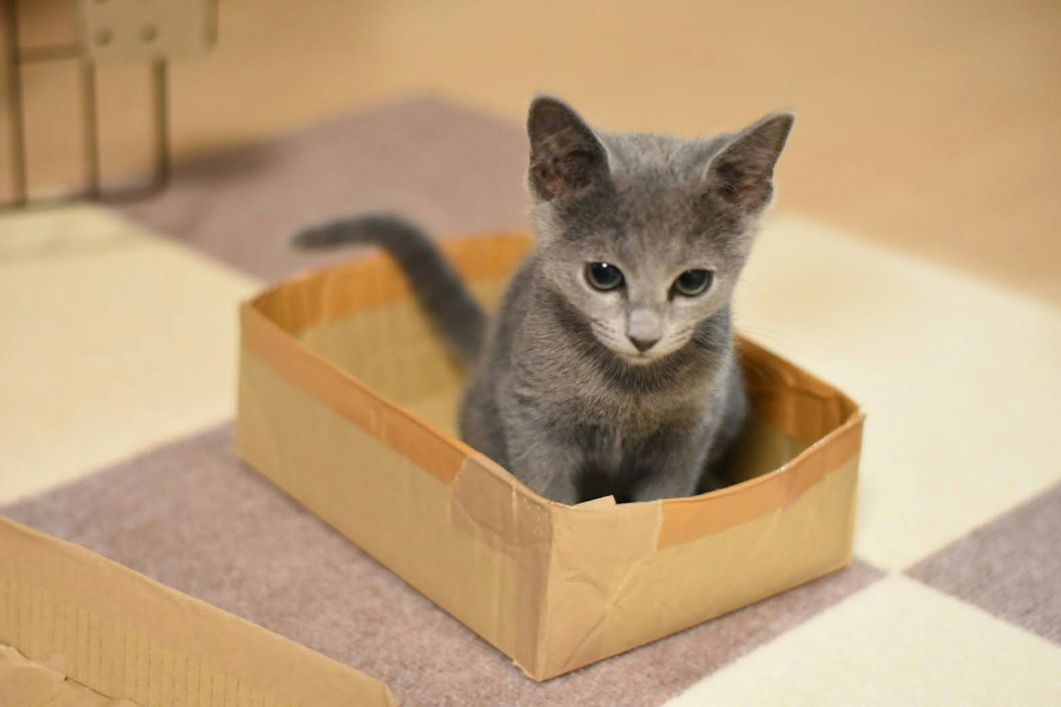 A small gray kitten sitting in a cardboard box