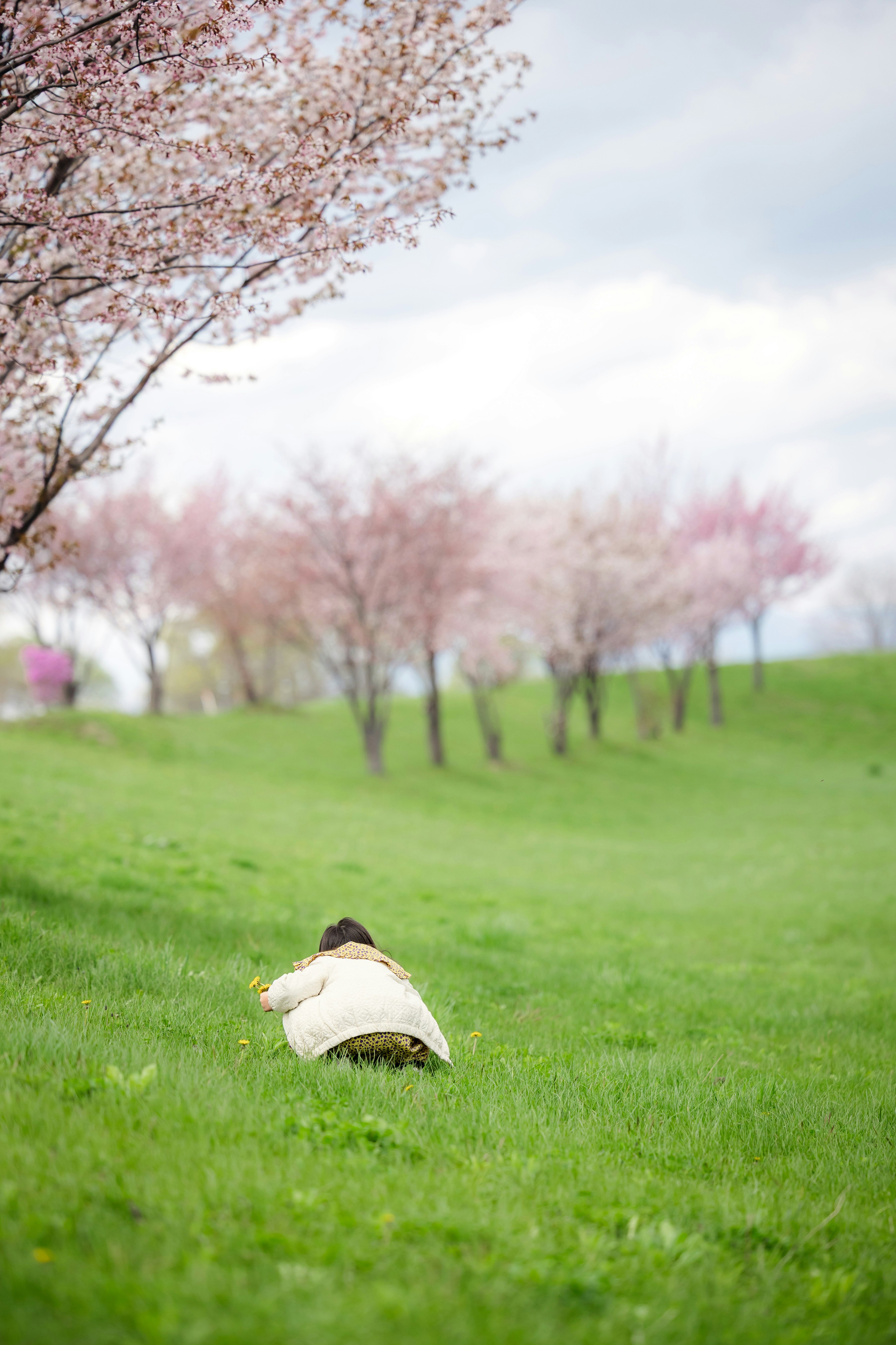 春の芝生で桜の並木を背景に寝そべる犬