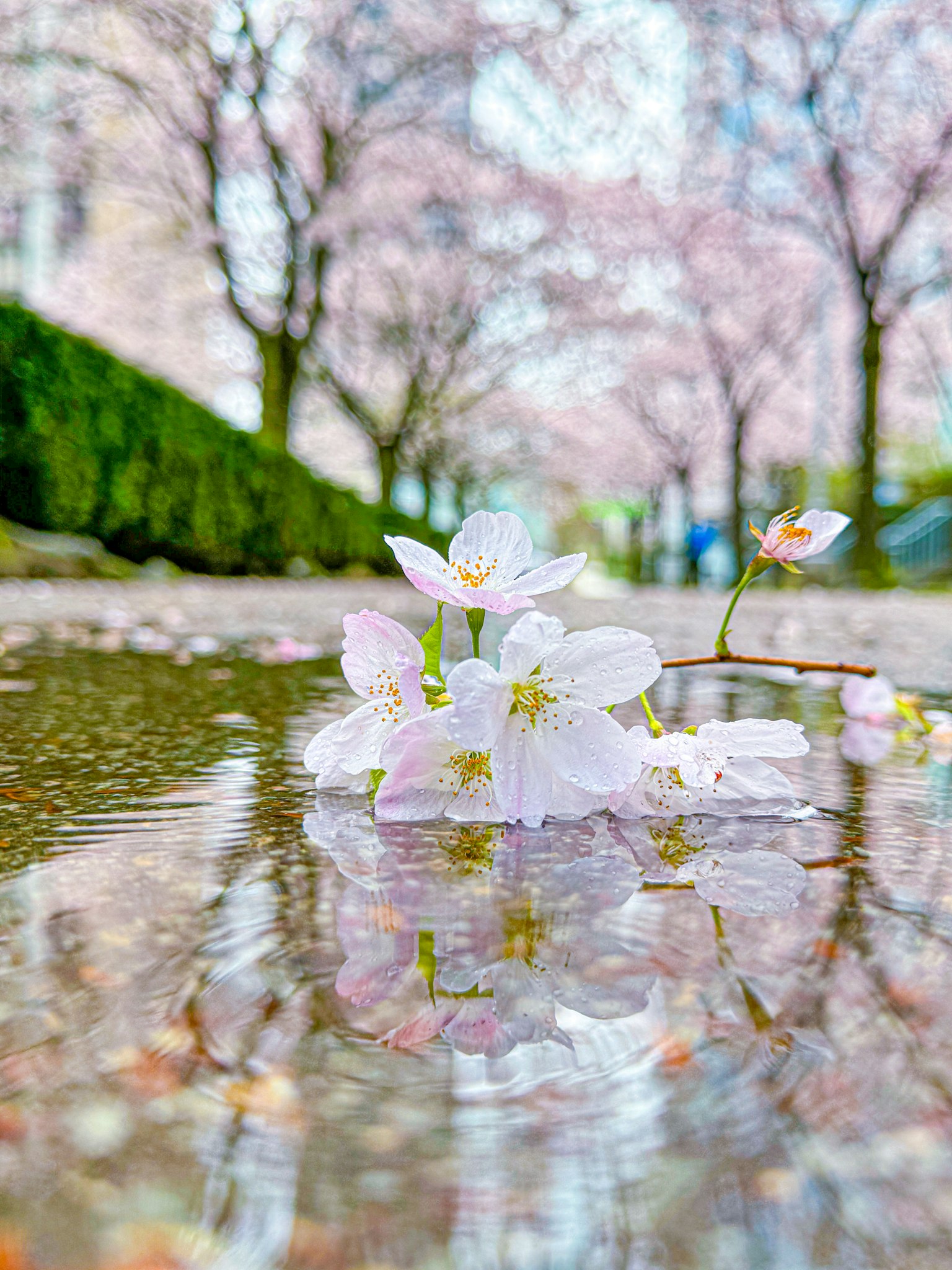 Cherry blossom petals floating in a puddle with a beautiful cherry tree avenue in the background
