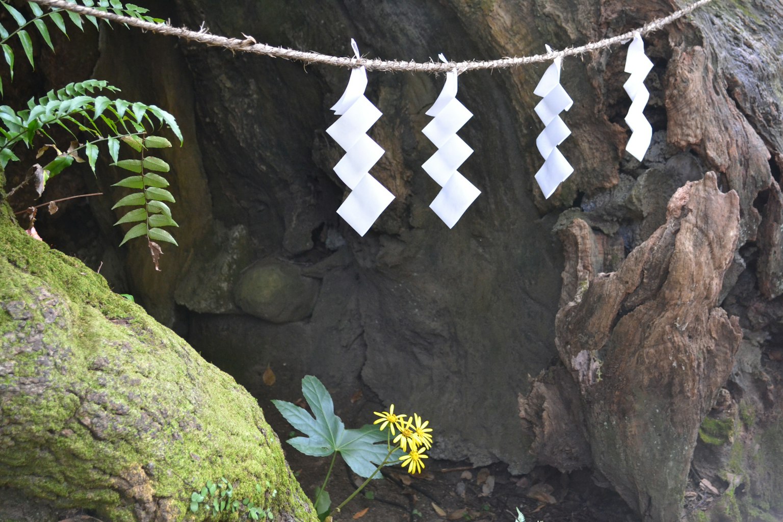 Papier shide blanc suspendu sur une corde près des racines d'un arbre recouvert de mousse avec une fleur jaune