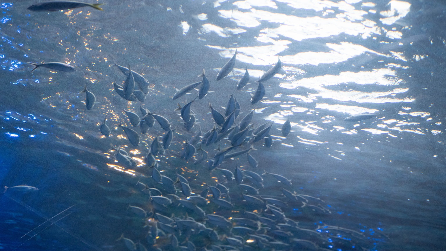 Un banc de poissons nageant dans l'eau bleue