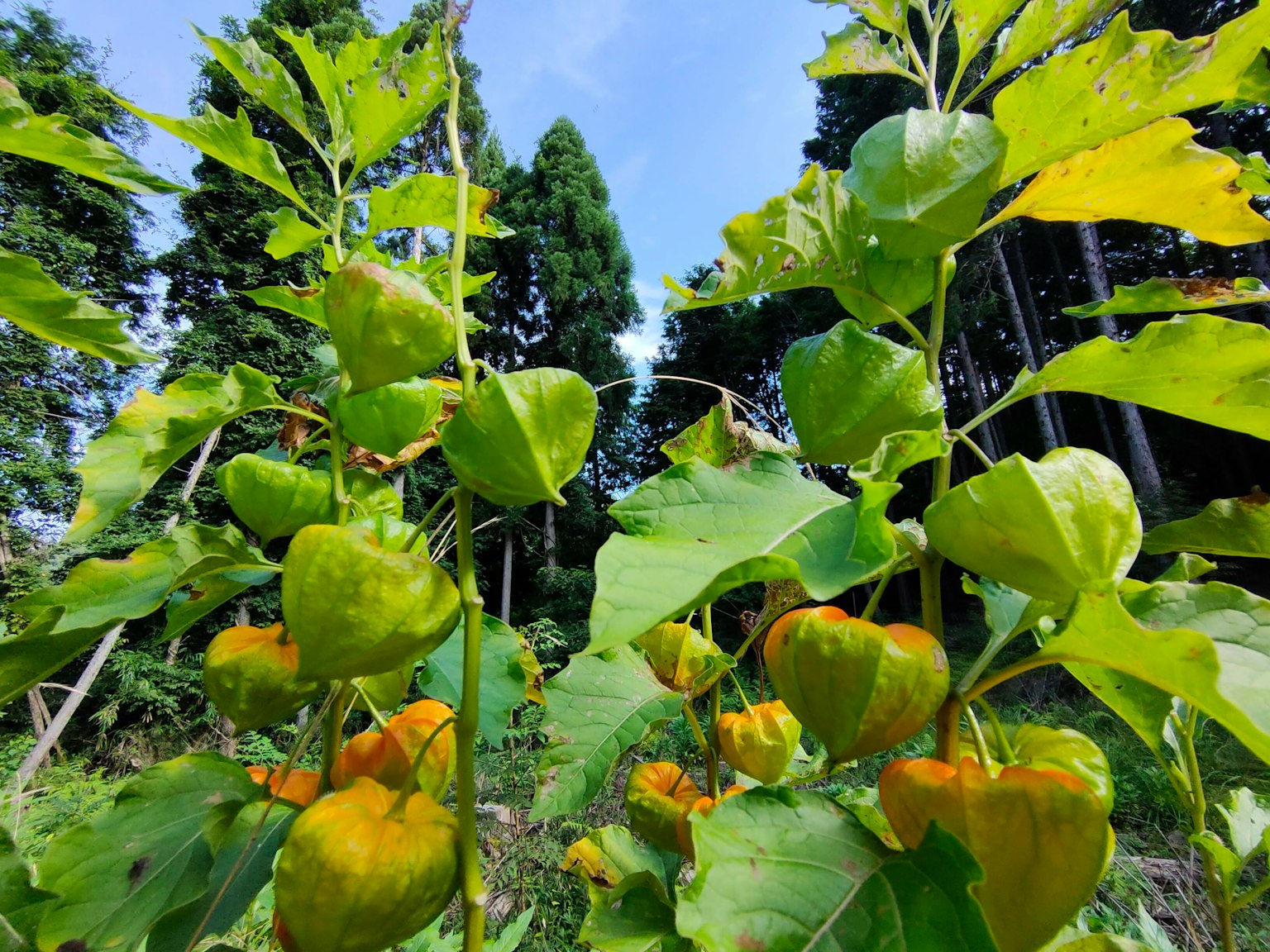 Foto en primer plano de una planta con hojas verdes y frutos