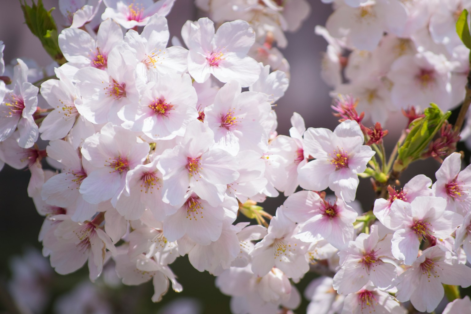 Primer plano de flores de cerezo blancas en flor