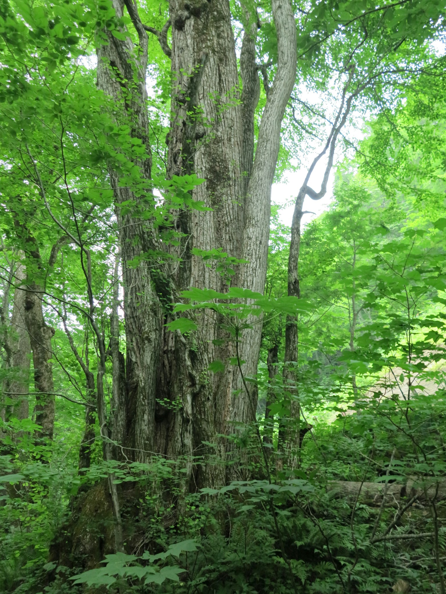 A cluster of large trees in a lush green forest