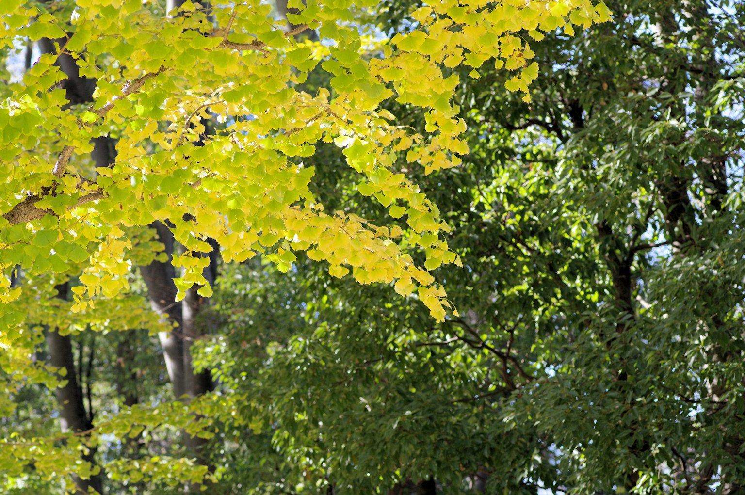 Herbstszene mit gelben Blättern und grünen Bäumen