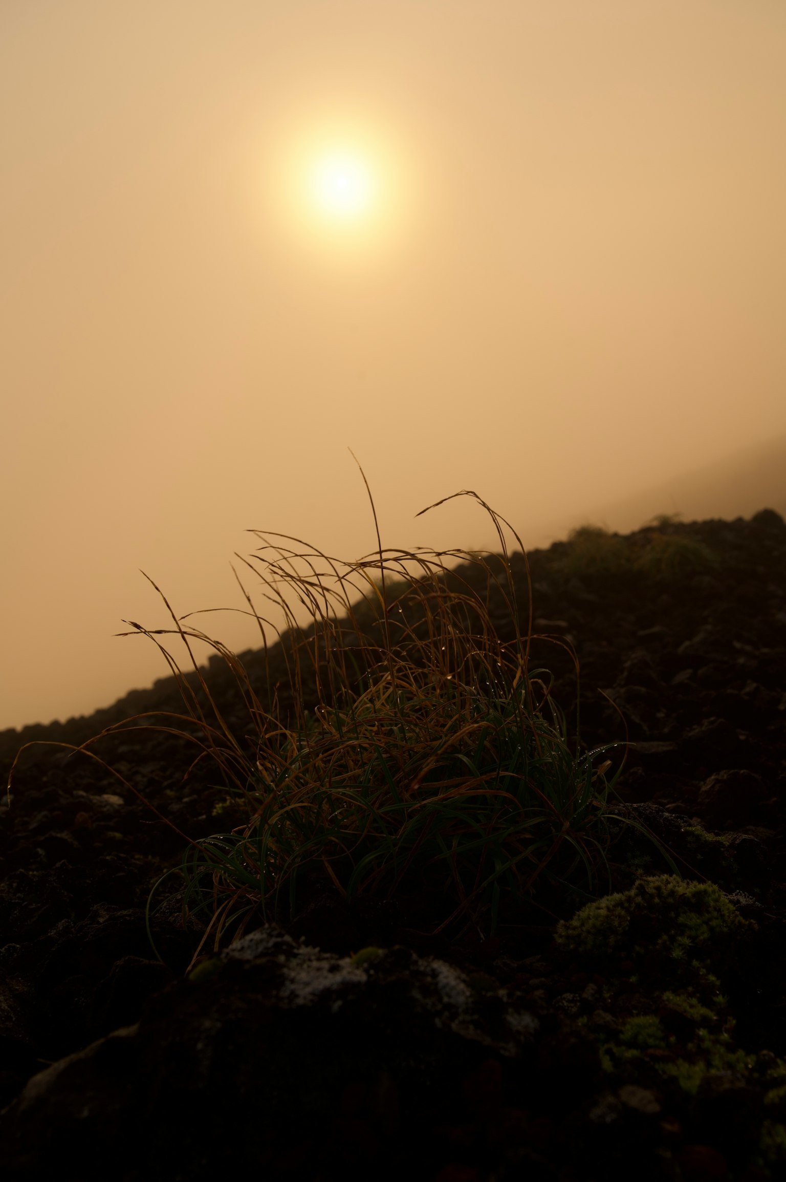 Silhouette di erba con il sole che tramonta attraverso la nebbia