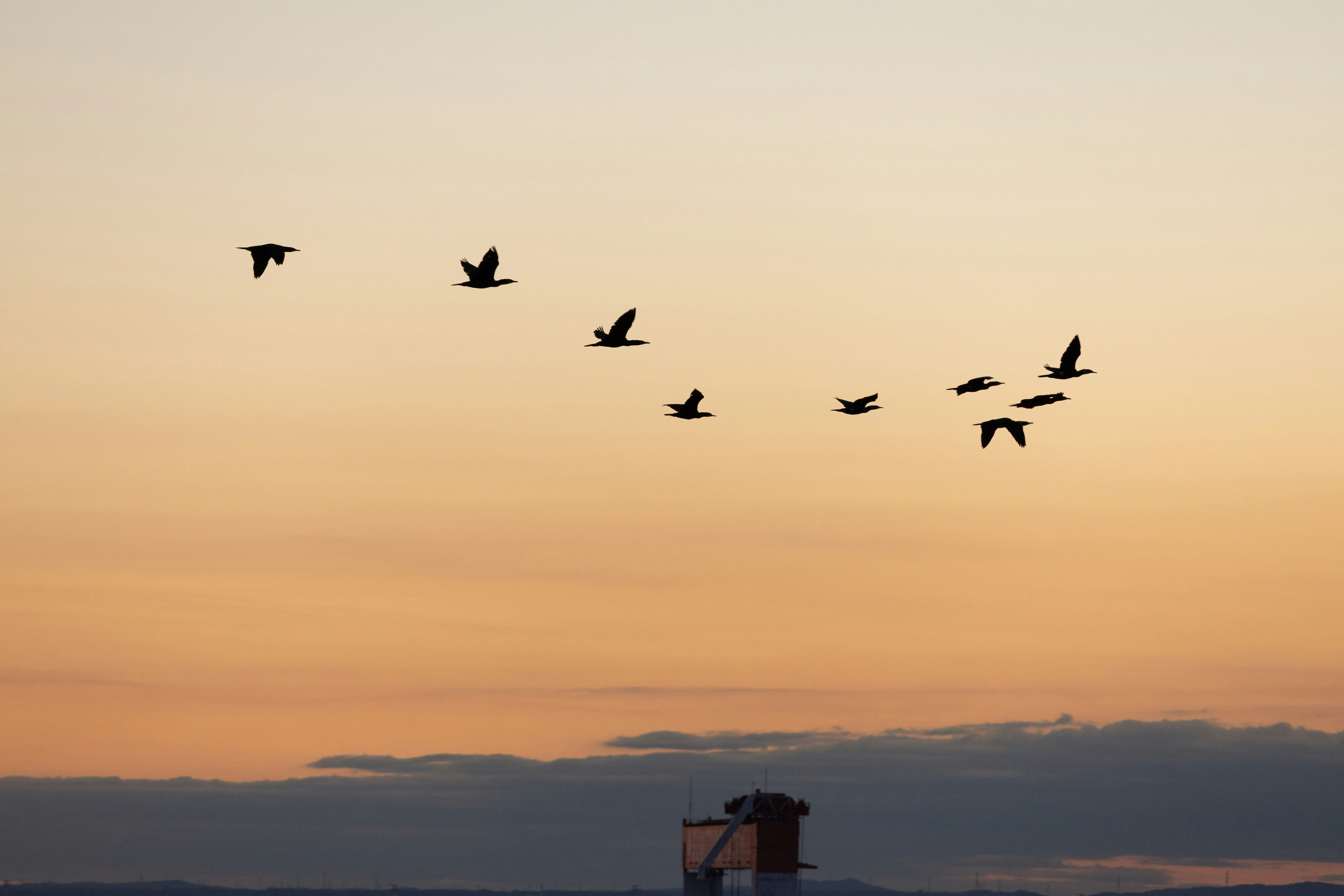 夕陽天空中飛翔的鳥群